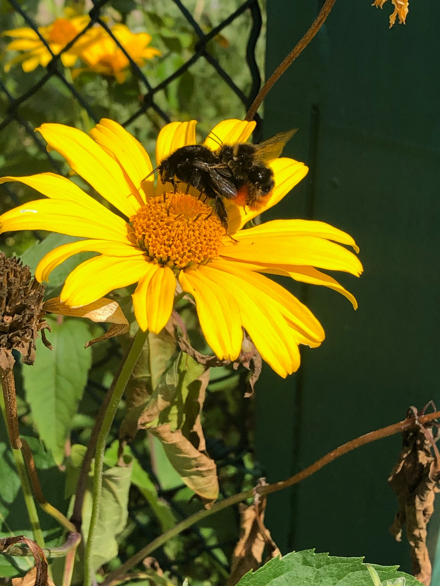 Schmetterlinge statt Planierraupen campaign photo, 5 of 7