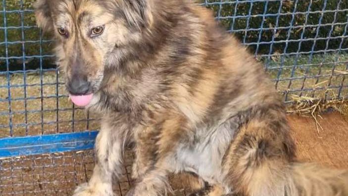 Urgent appeal to save Daisy the dog! UPDATE!! photo