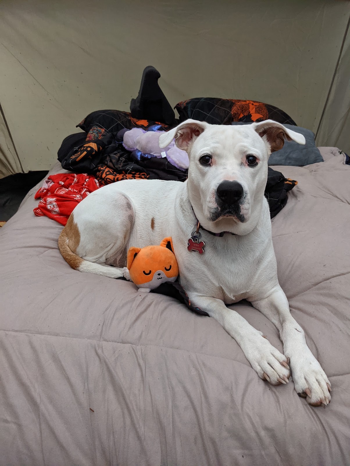 Help Koda Beat Cancer: Support Her Treatment campaign photo, 7 of 7