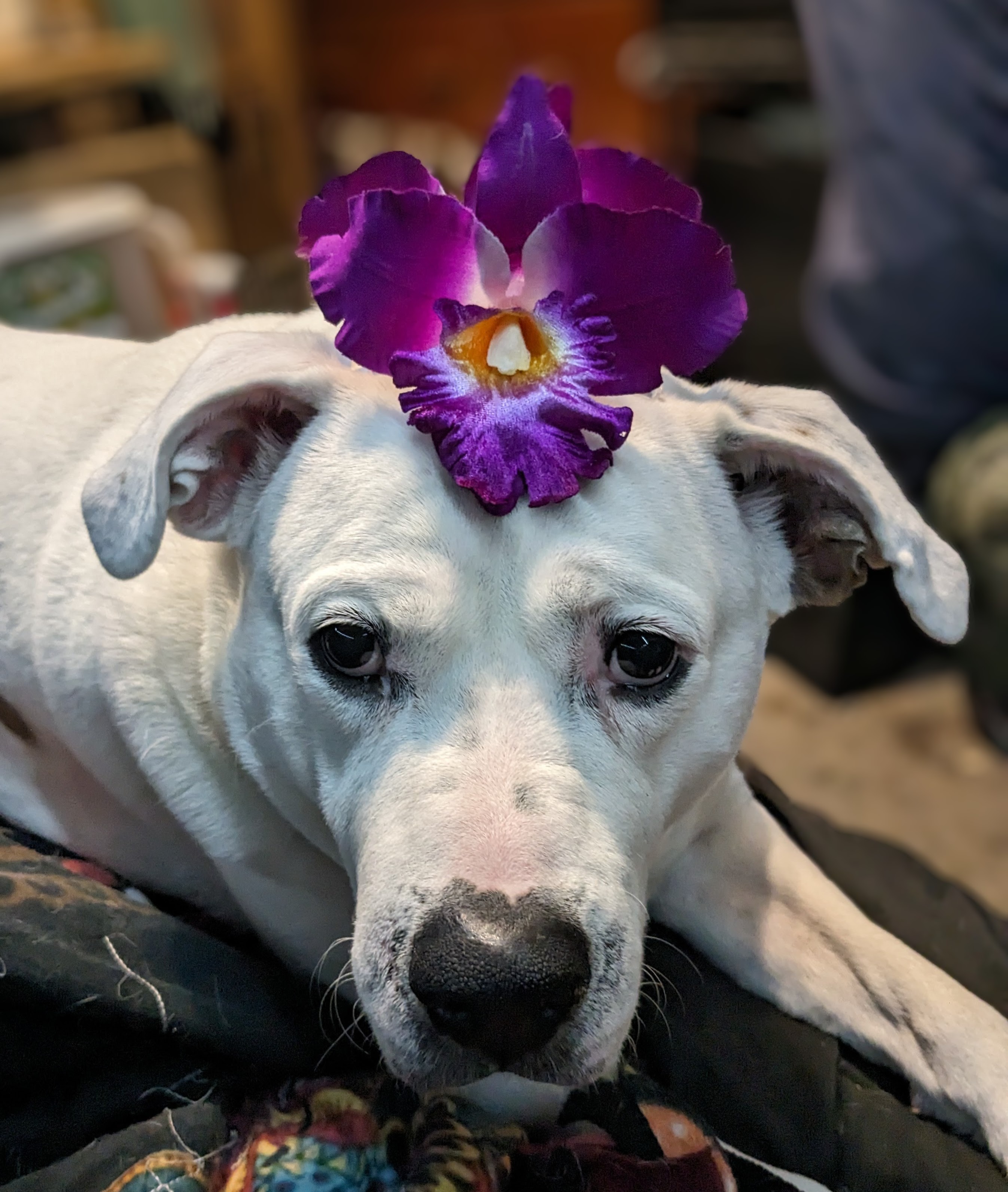 Help Koda Beat Cancer: Support Her Treatment campaign photo, 2 of 7