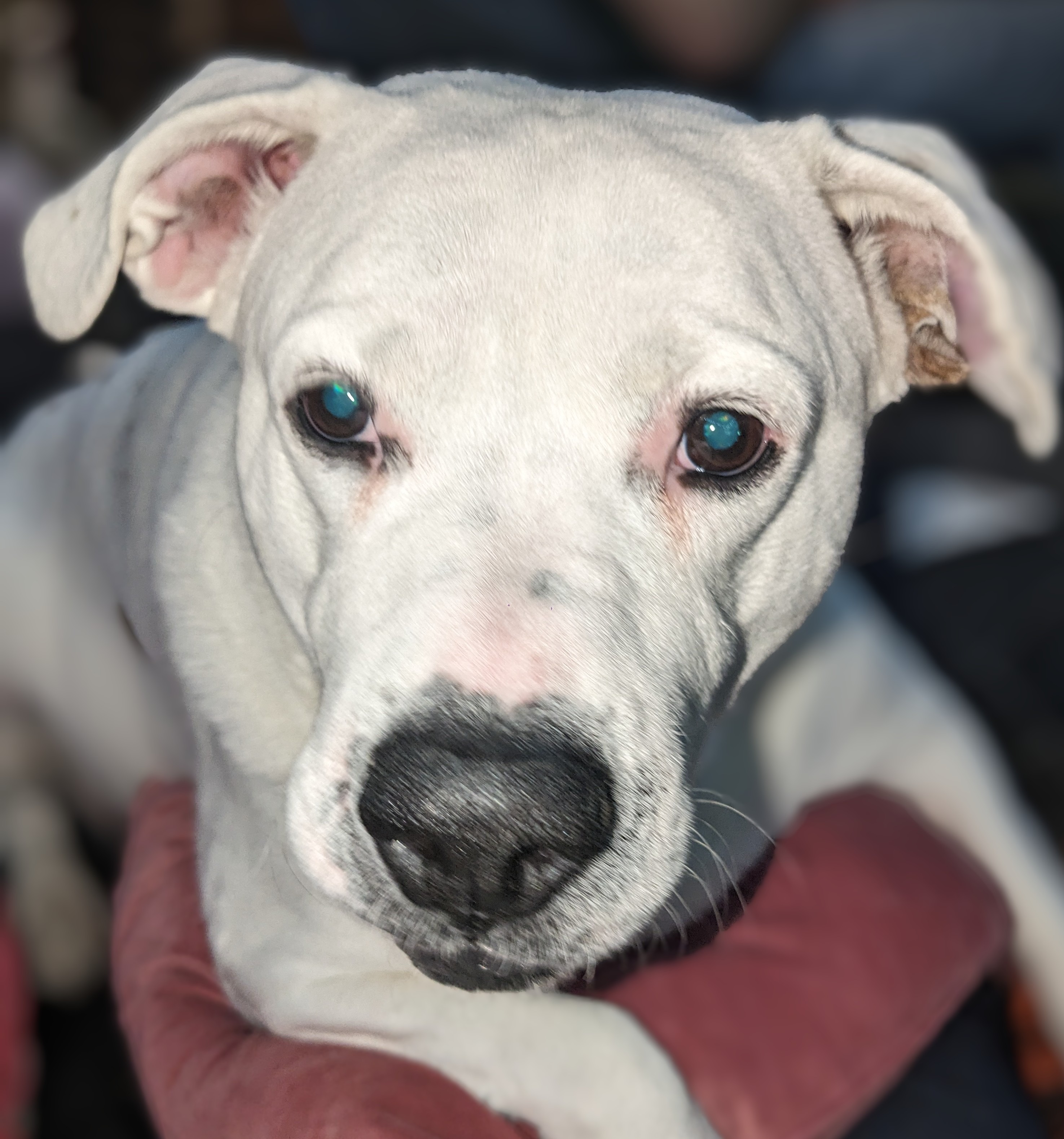 Help Koda Beat Cancer: Support Her Treatment campaign photo, 5 of 7