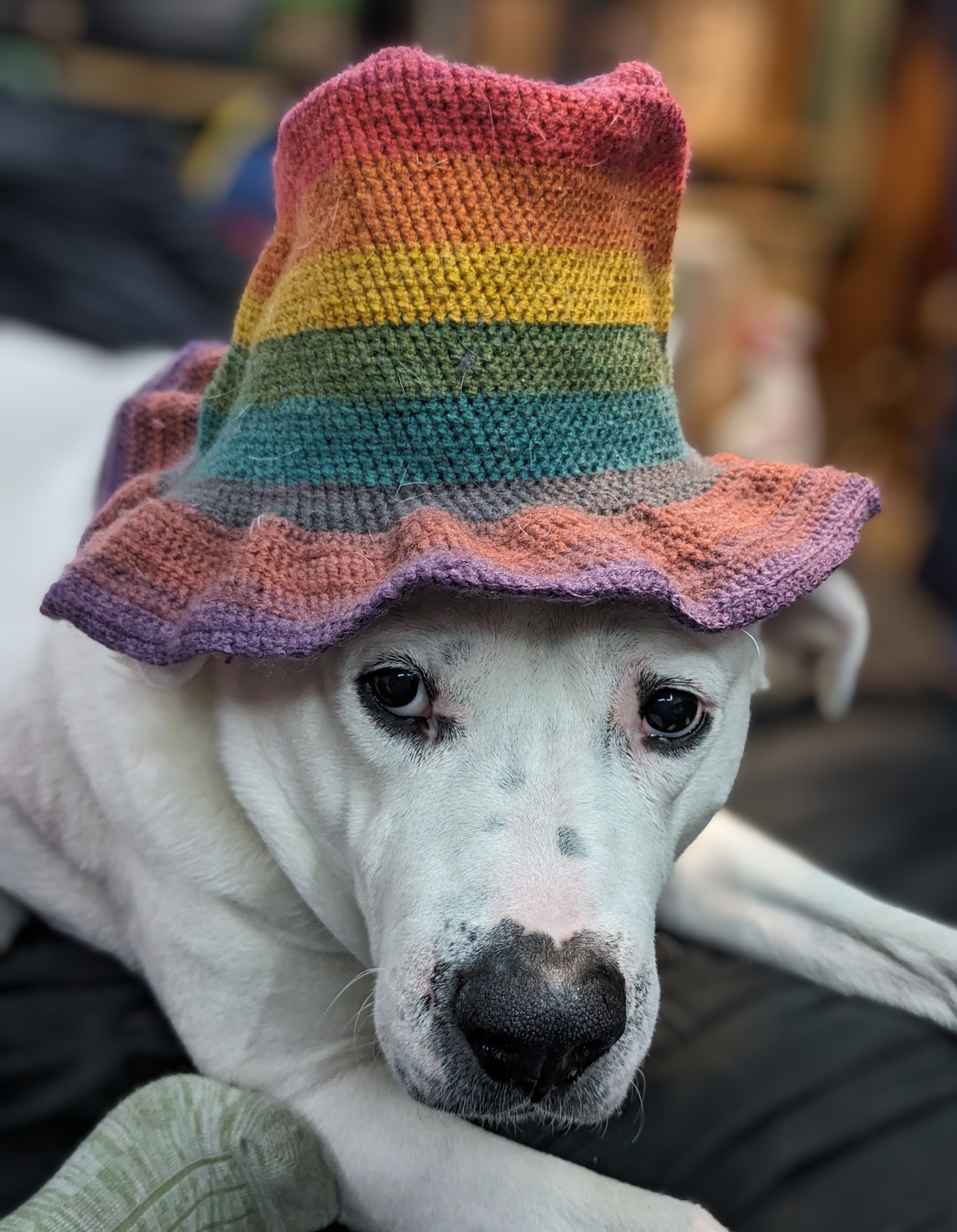 Help Koda Beat Cancer: Support Her Treatment campaign photo, 4 of 7
