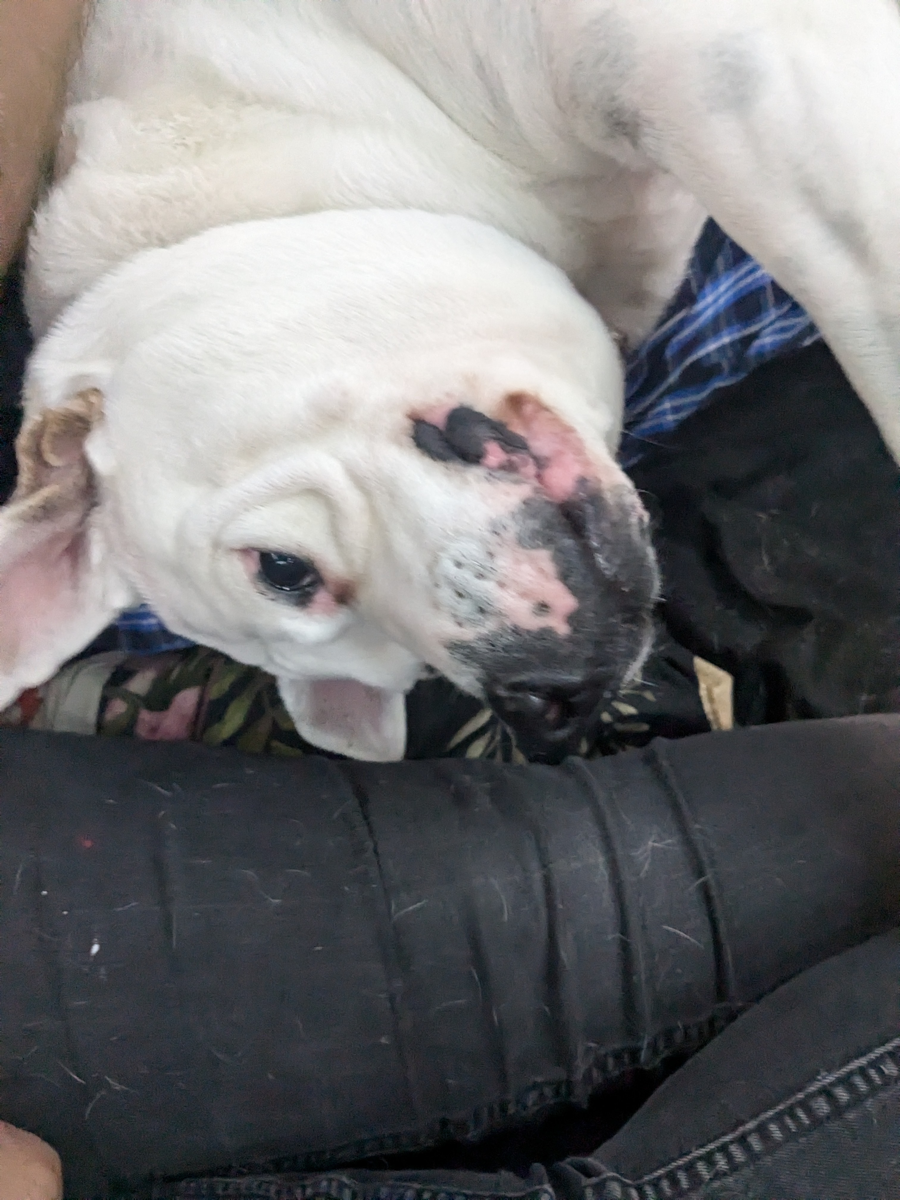 Help Koda Beat Cancer: Support Her Treatment campaign photo, 6 of 7