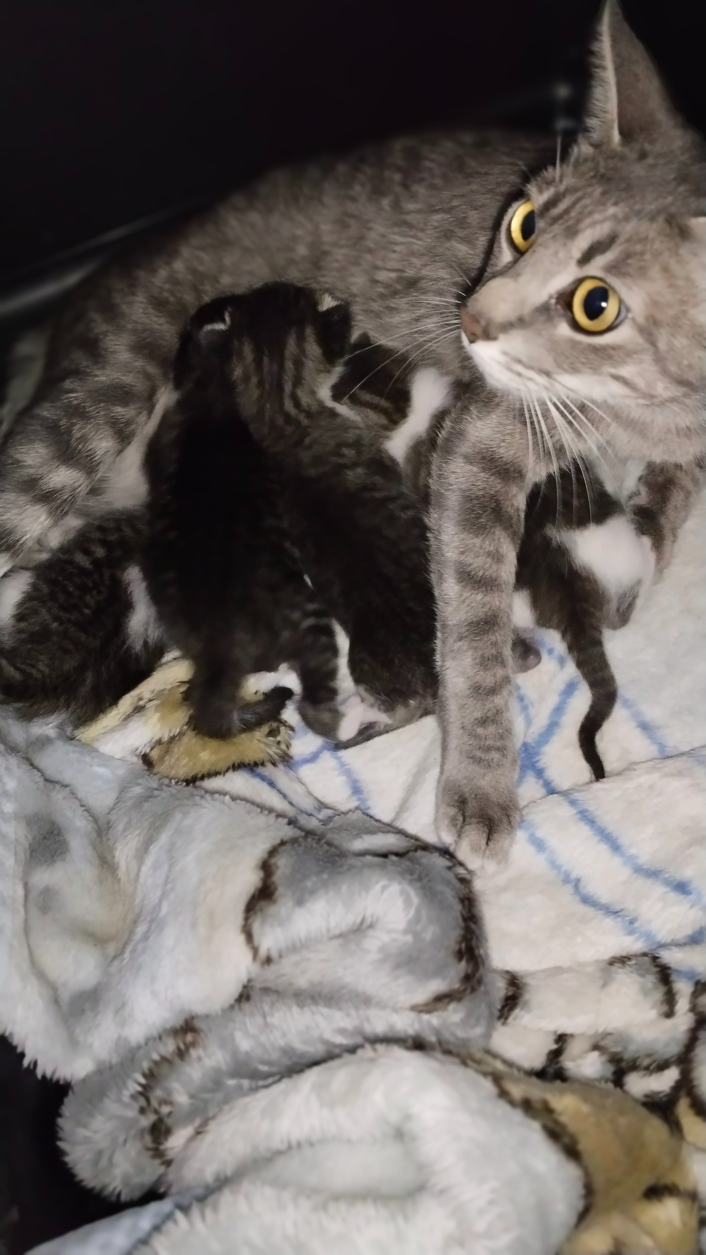 ¡SOS: NUESTROS RESCATADOS SE QUEDAN SIN HOGAR! campaign photo, 7 of 8