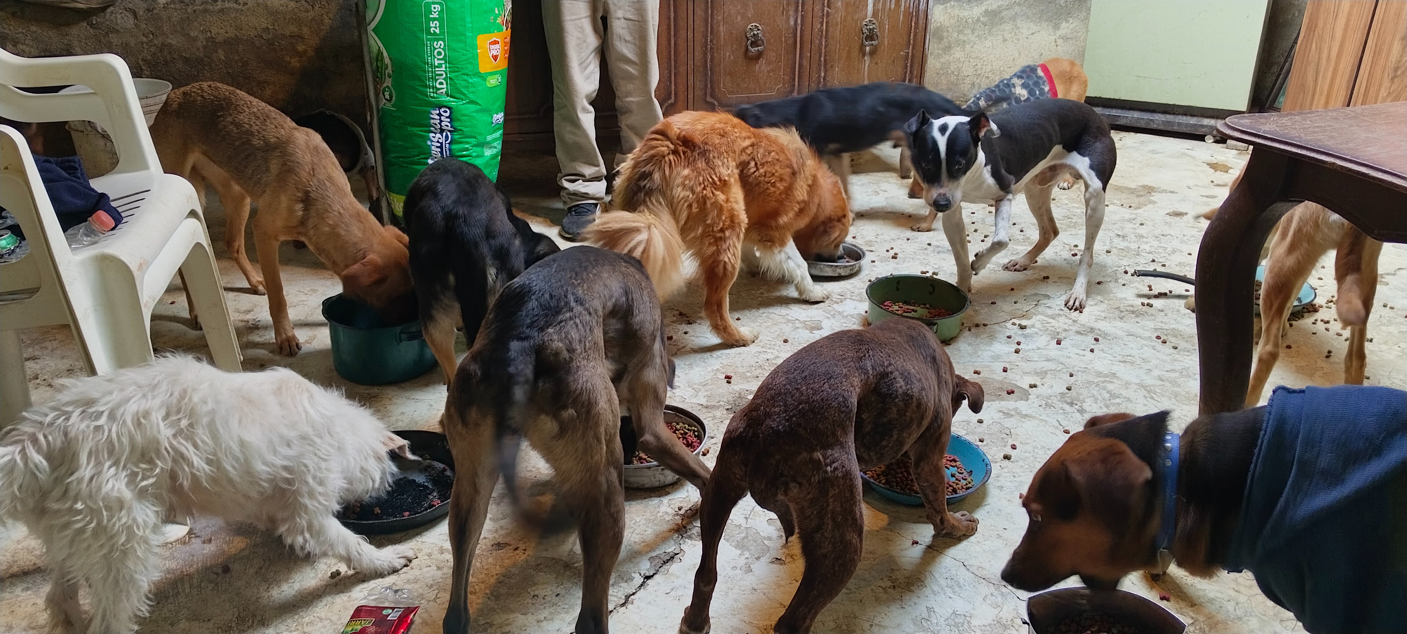 ¡SOS: NUESTROS RESCATADOS SE QUEDAN SIN HOGAR! campaign photo, 5 of 8