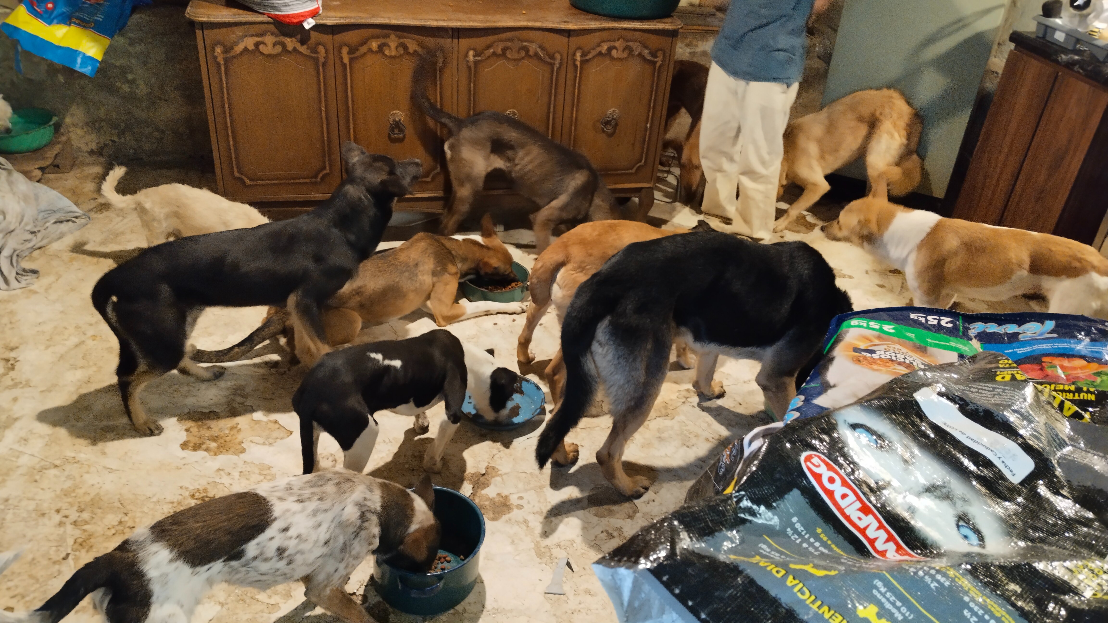 ¡SOS: NUESTROS RESCATADOS SE QUEDAN SIN HOGAR! campaign photo, 6 of 8
