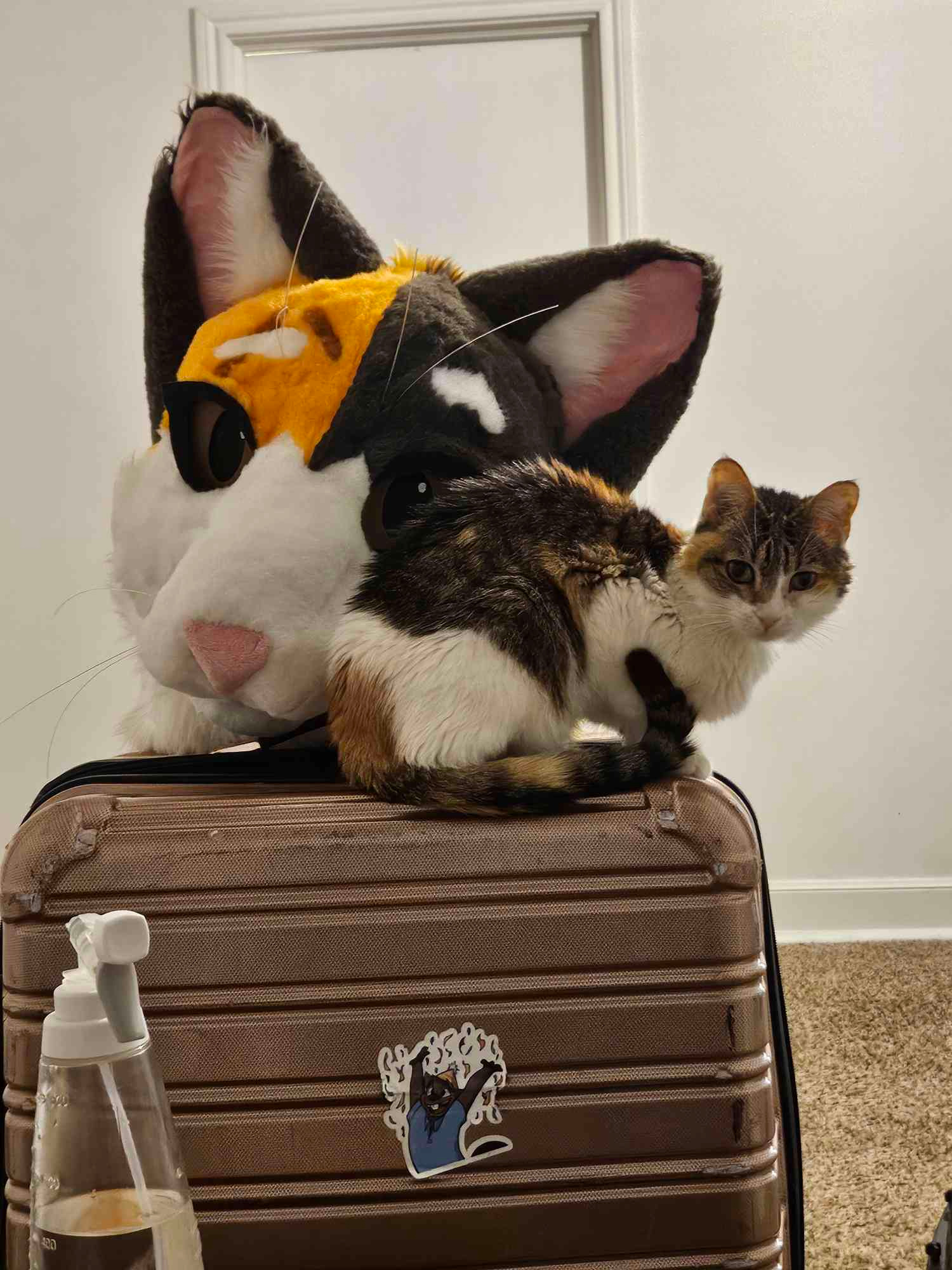 Help Tanglecolors Cure Her Cat and Maybe Buy a Car campaign photo, 6 of 7