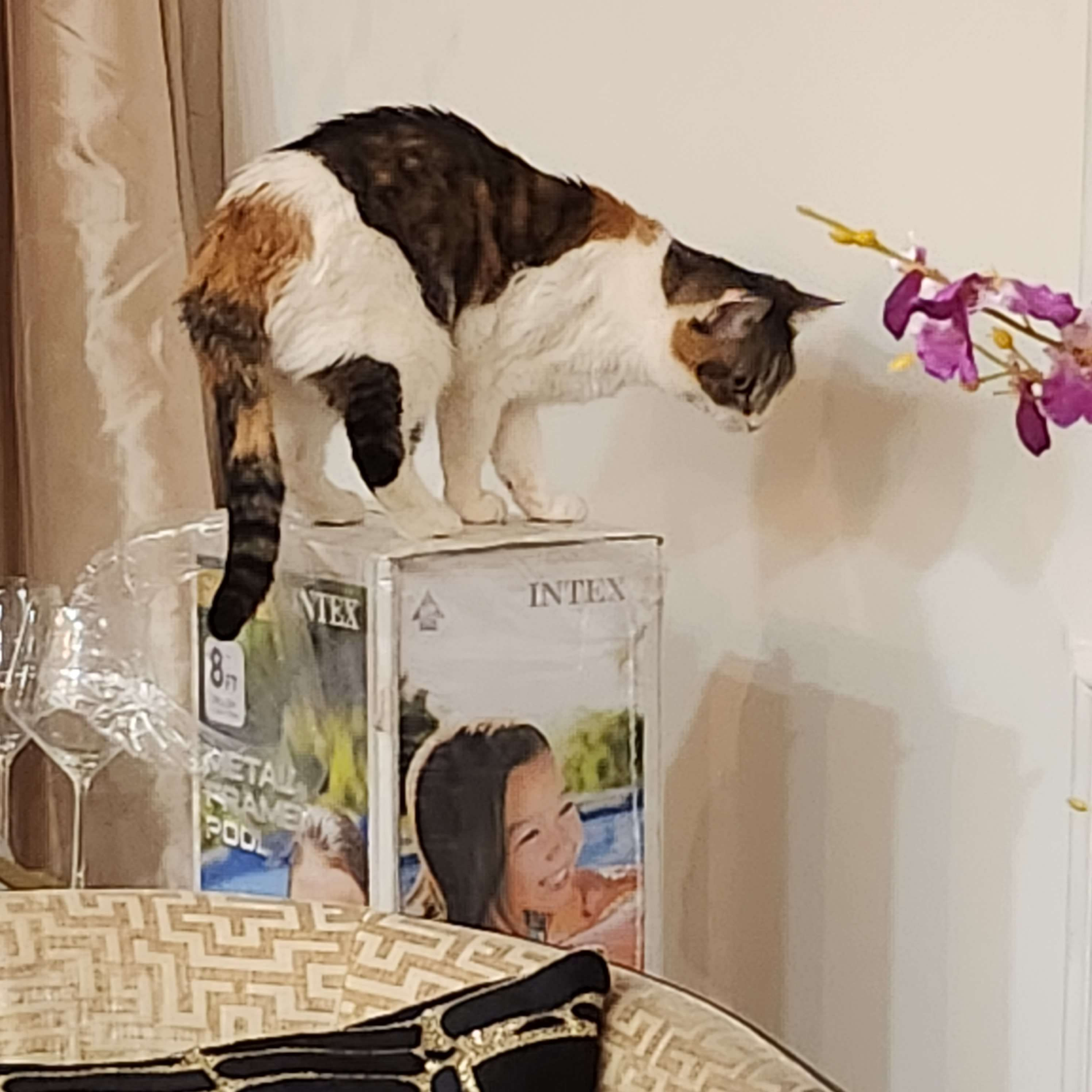 Help Tanglecolors Cure Her Cat and Maybe Buy a Car campaign photo, 2 of 7
