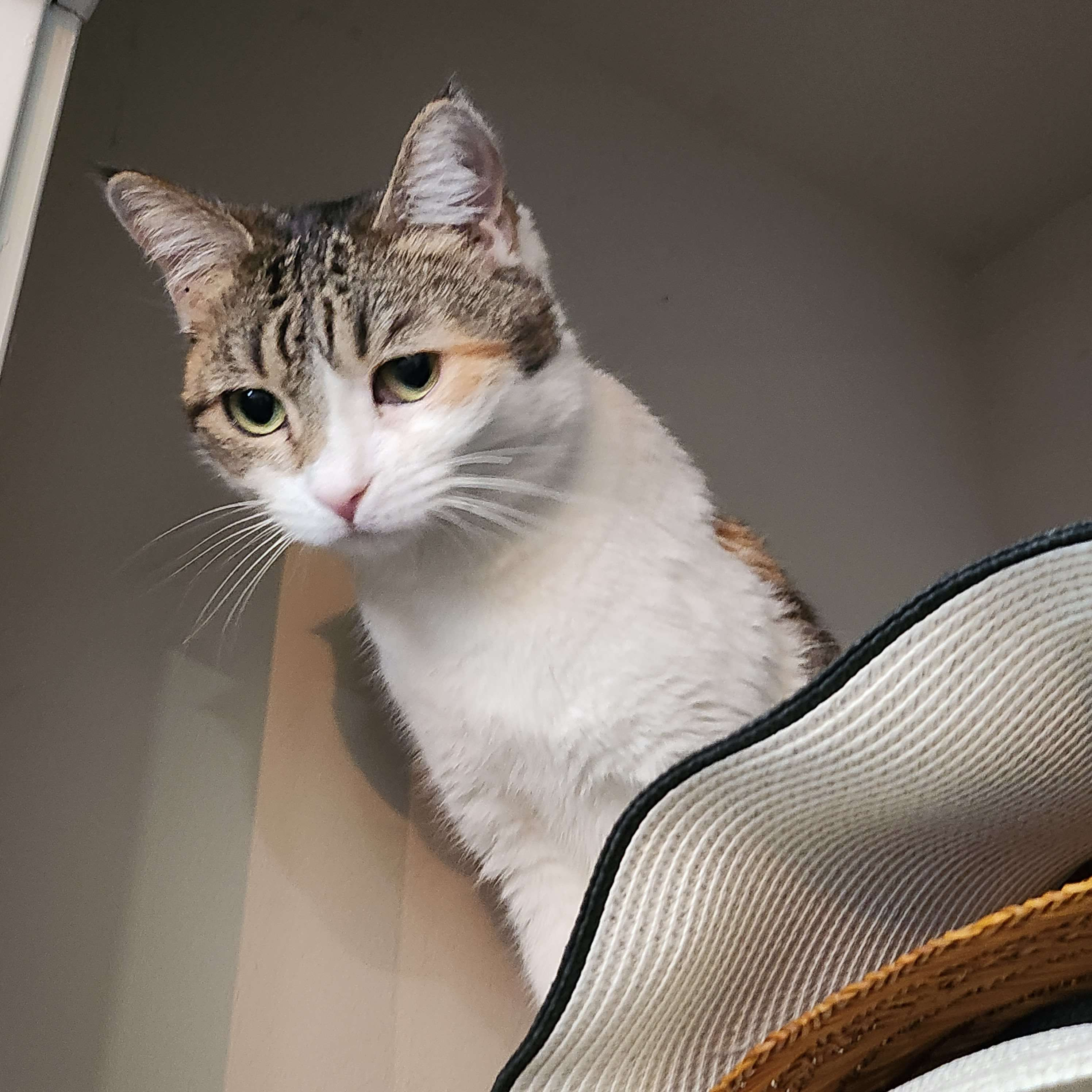 Help Tanglecolors Cure Her Cat and Maybe Buy a Car campaign photo, 5 of 7