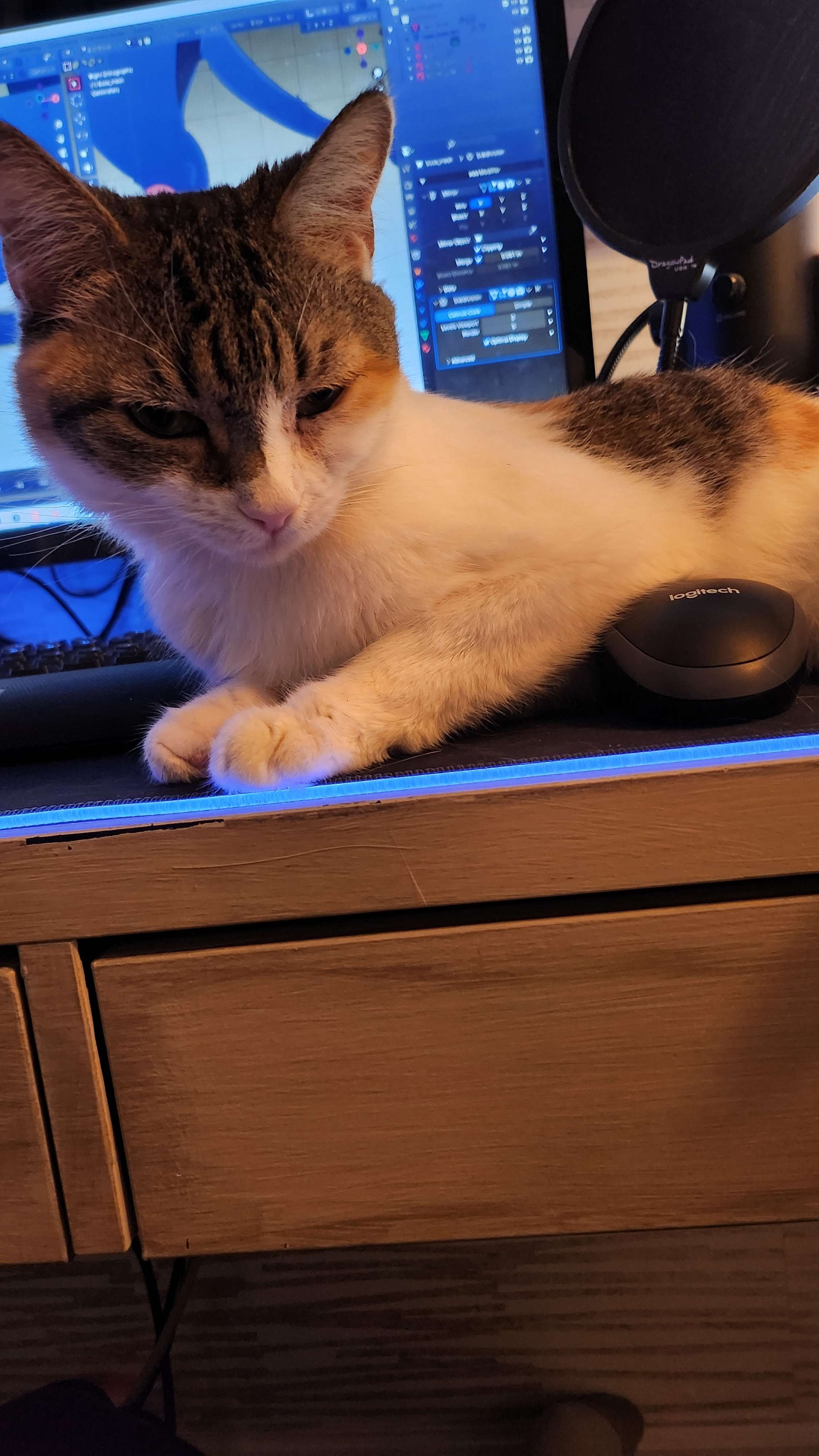 Help Tanglecolors Cure Her Cat and Maybe Buy a Car campaign photo, 4 of 7
