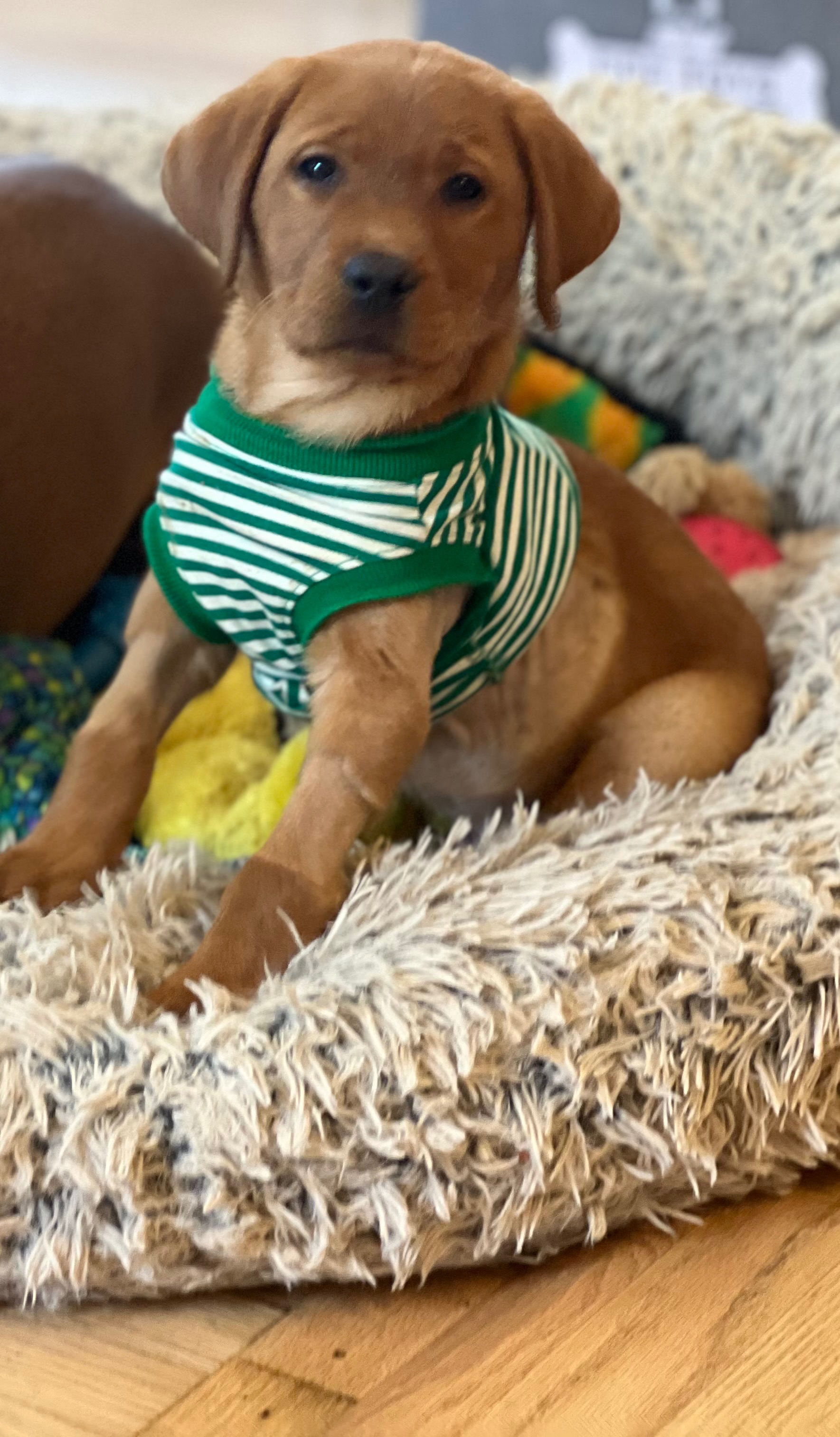 Trout needs a second surgery, please help out if you can! campaign photo, 5 of 6