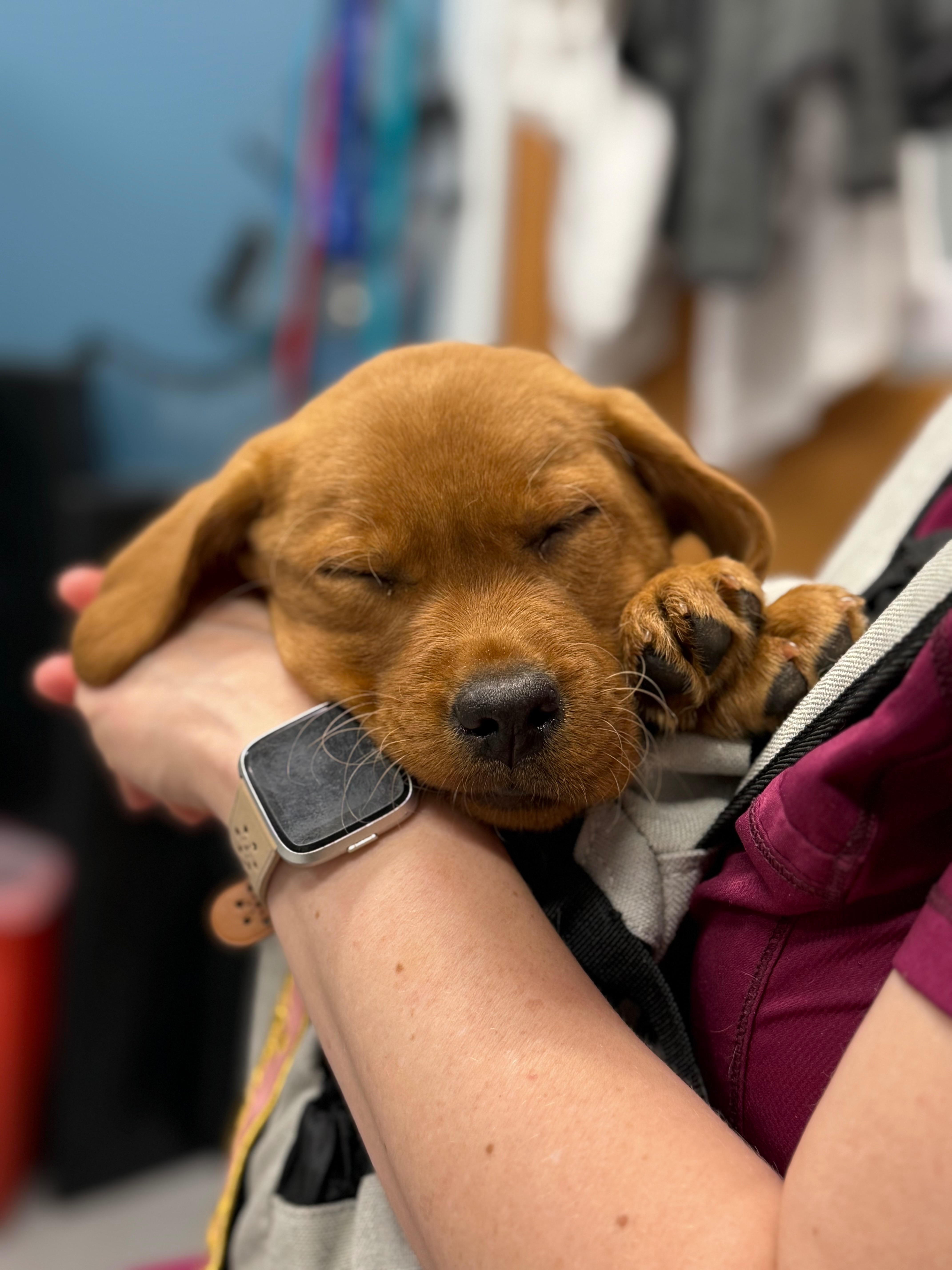 Trout needs a second surgery, please help out if you can! campaign photo, 2 of 6