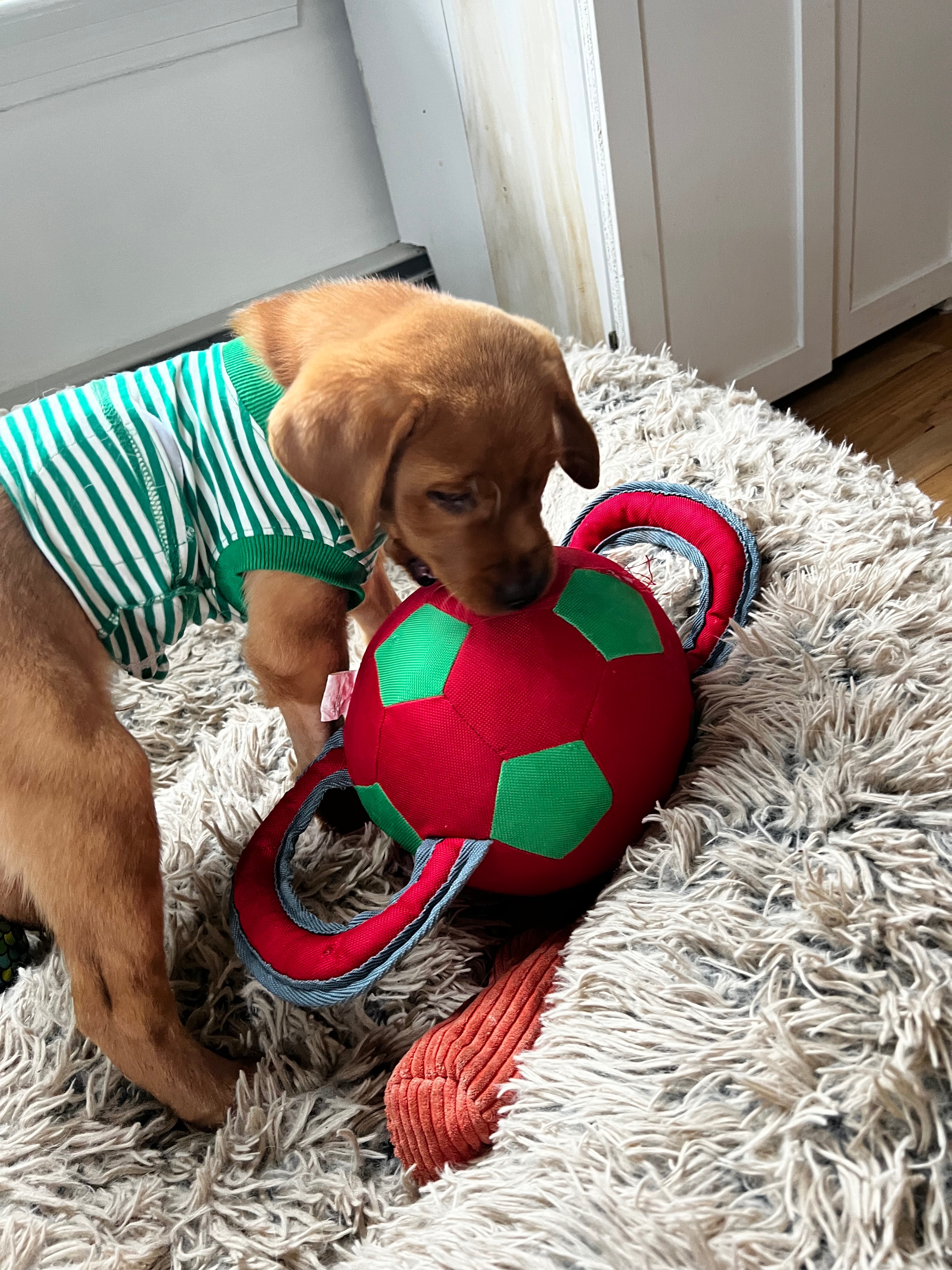 Trout needs a second surgery, please help out if you can! campaign photo, 4 of 6