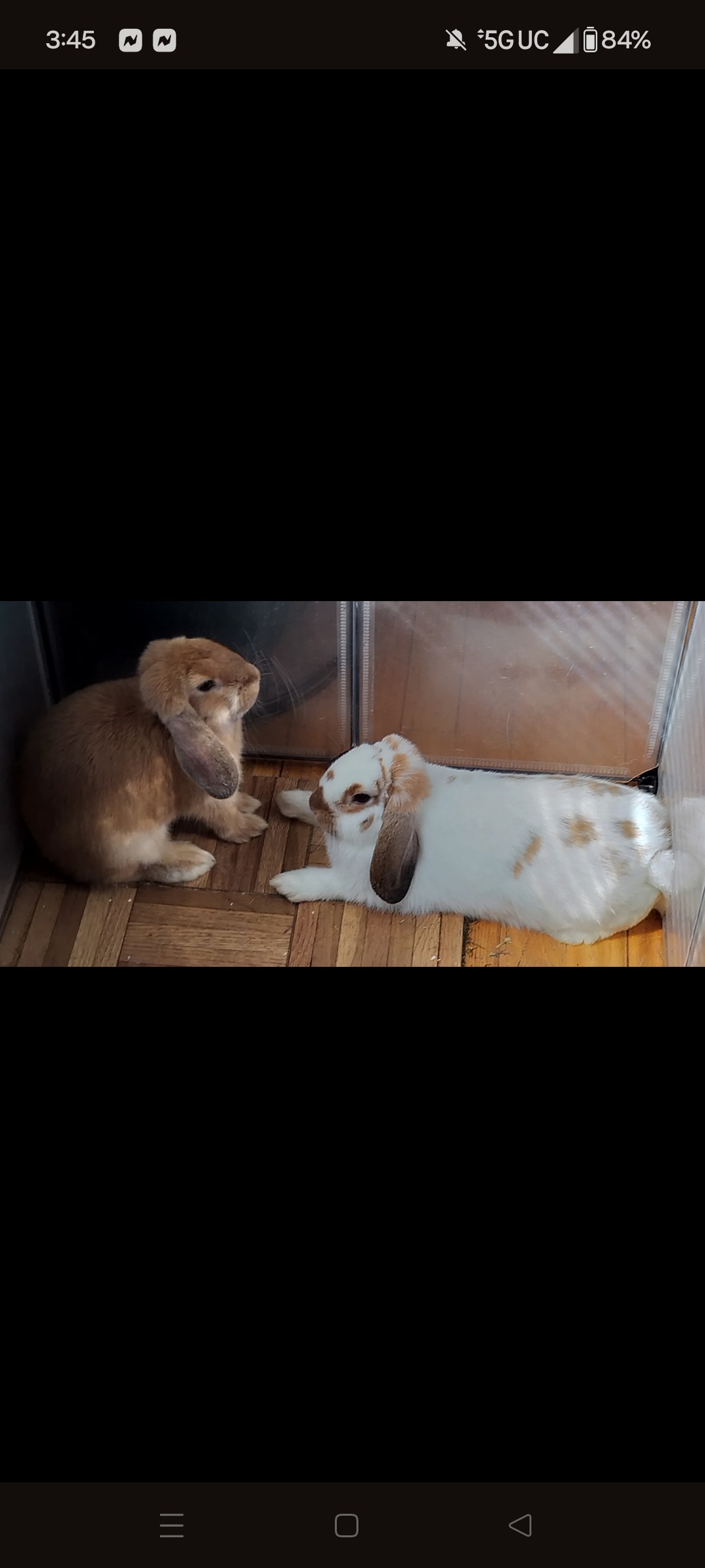Help Clover & Lefty Stay Together campaign photo, 5 of 6