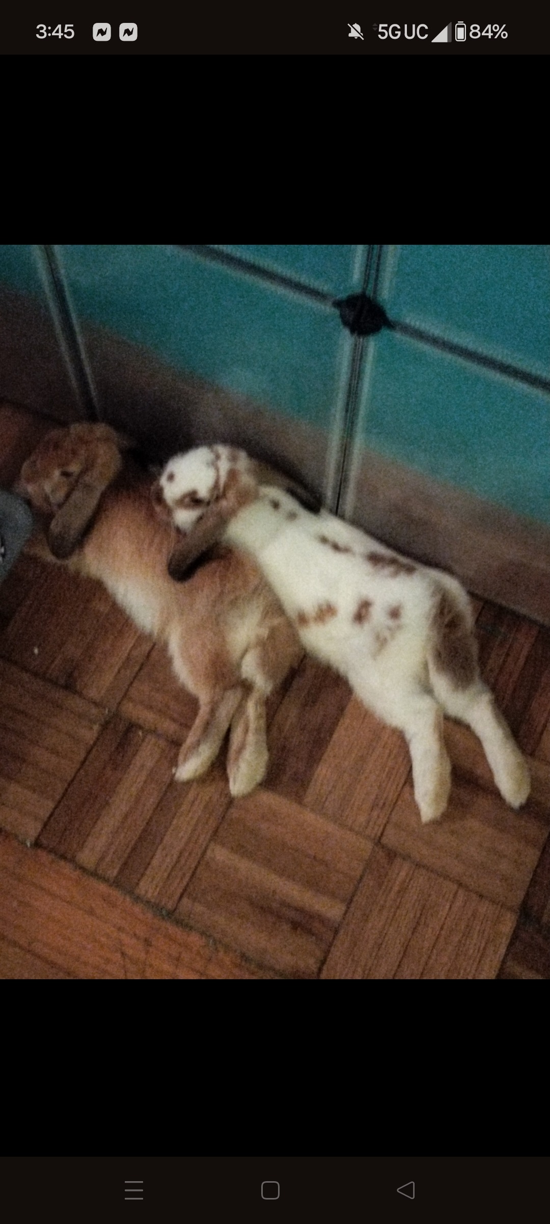 Help Clover & Lefty Stay Together campaign photo, 2 of 6
