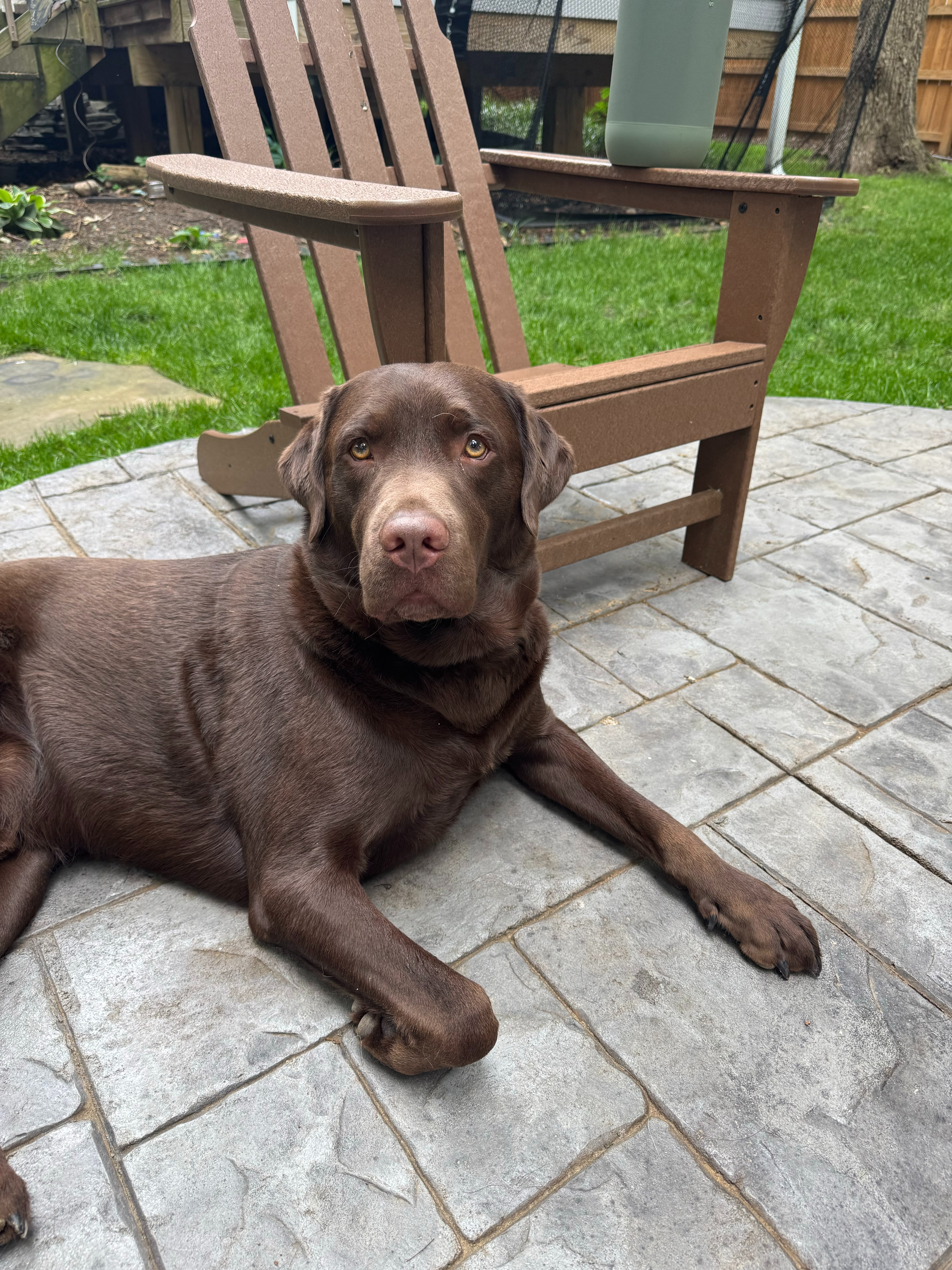 Help Teddy Fight Bone Cancer campaign photo, 2 of 4