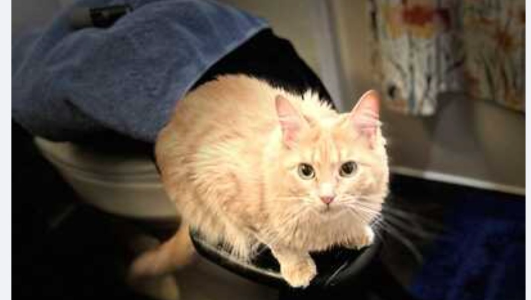 Rescue Lost Cat Princess in Bellevue photo
