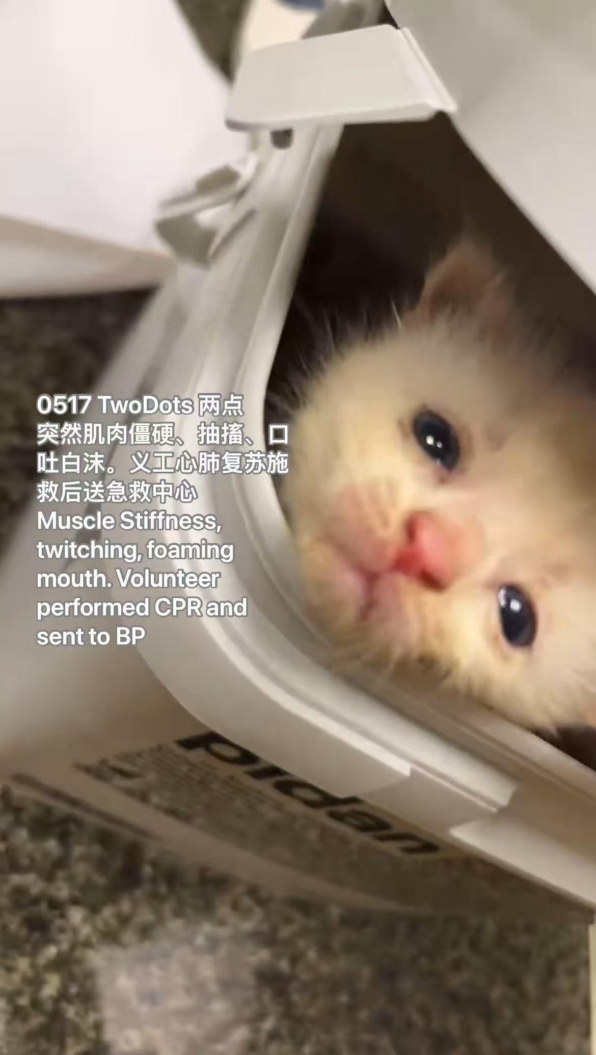Lovely's Kittens Health Crisis: We Need Your Help 心晴宝宝需要你的支持 campaign photo, 4 of 8