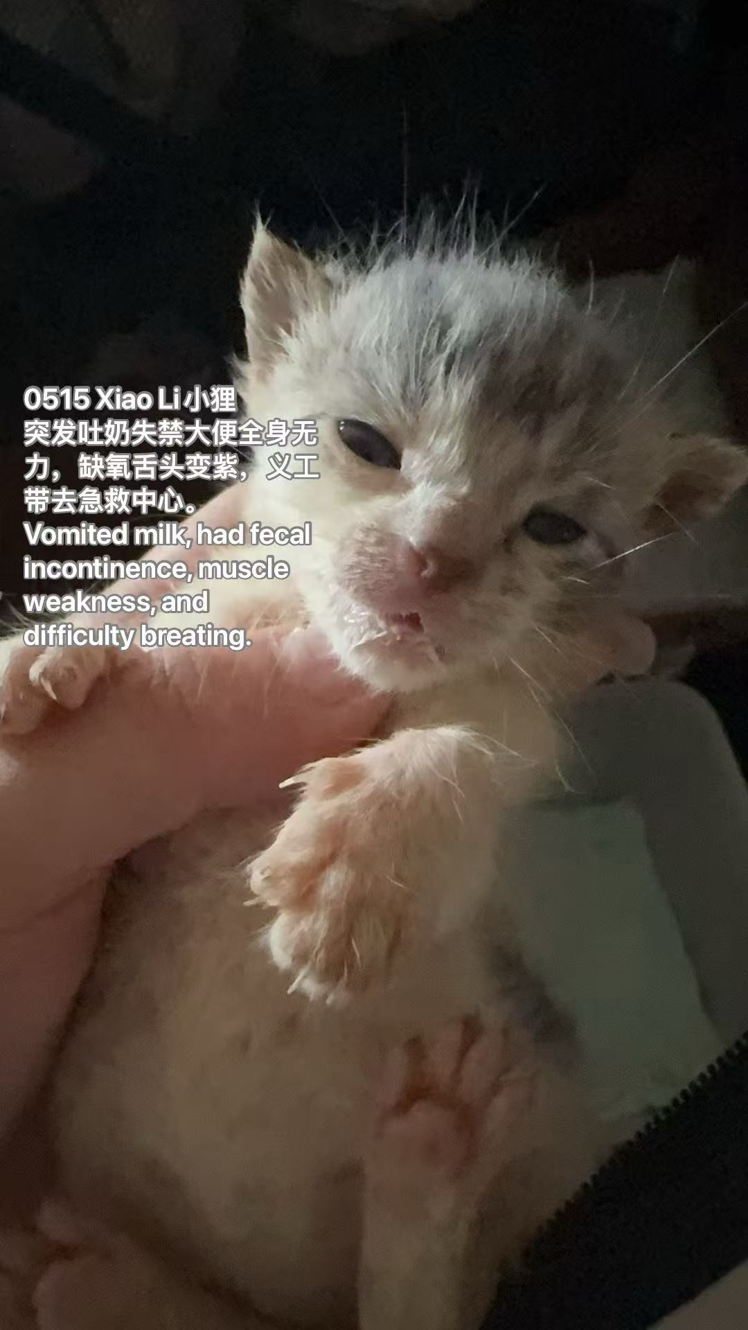Lovely's Kittens Health Crisis: We Need Your Help 心晴宝宝需要你的支持 campaign photo, 6 of 8