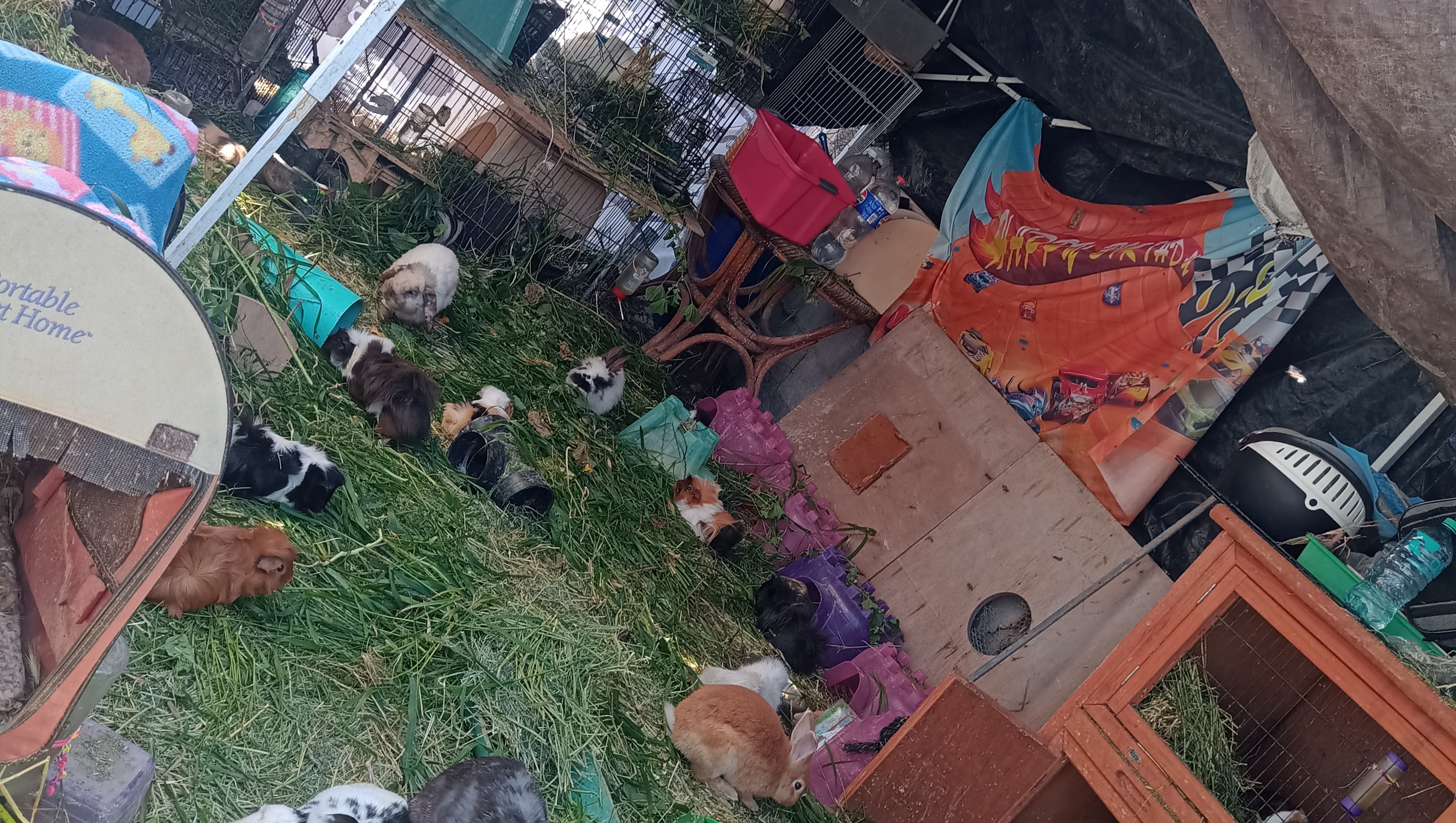 A seguir acondicionando su refugio de conejitos y cuyos. pinned link photo