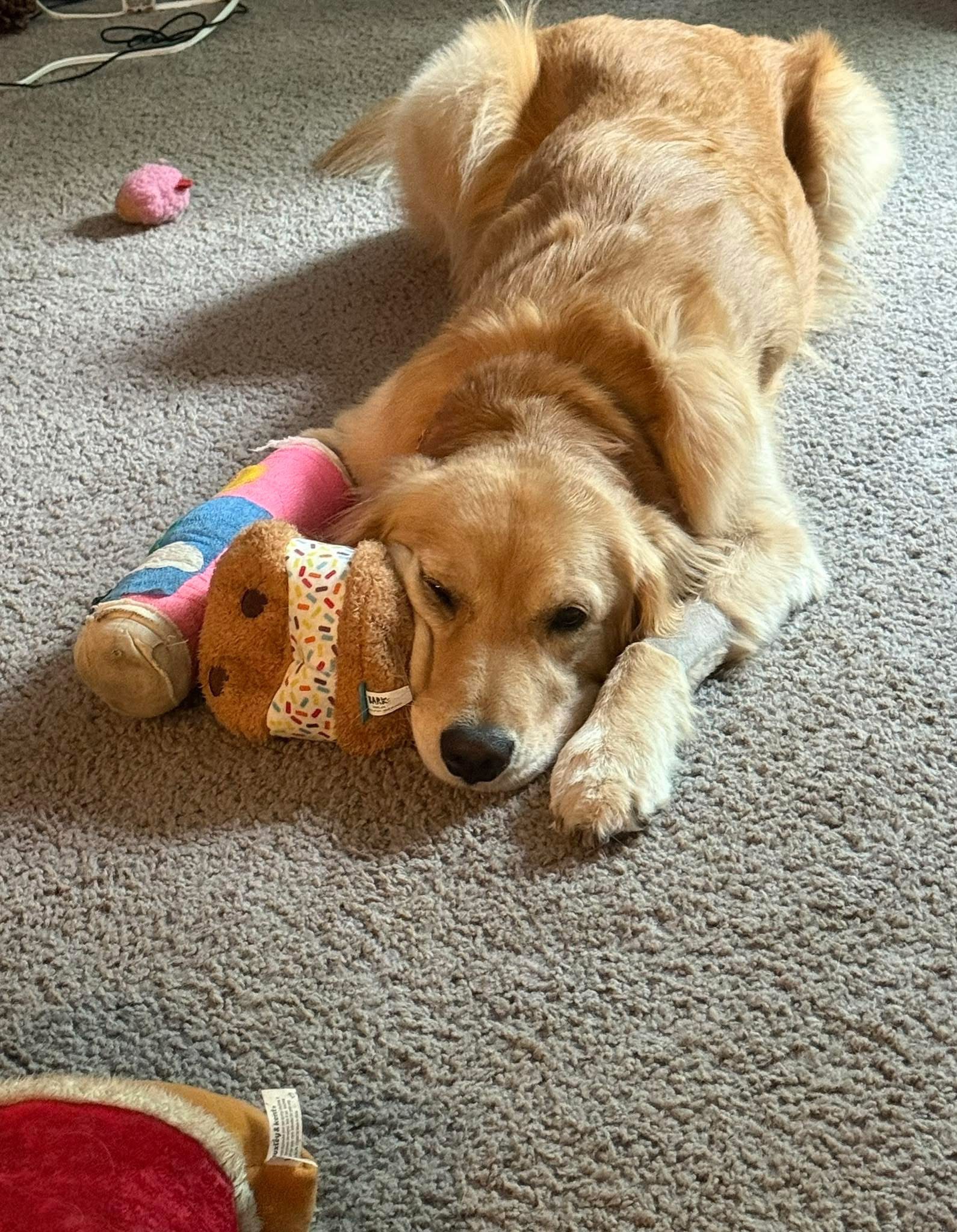 Join Piper's Journey to Recovery campaign photo, 2 of 4
