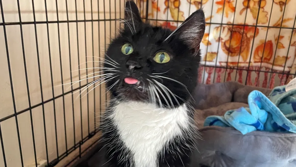 Help Save This Sweet Kitty's Life photo