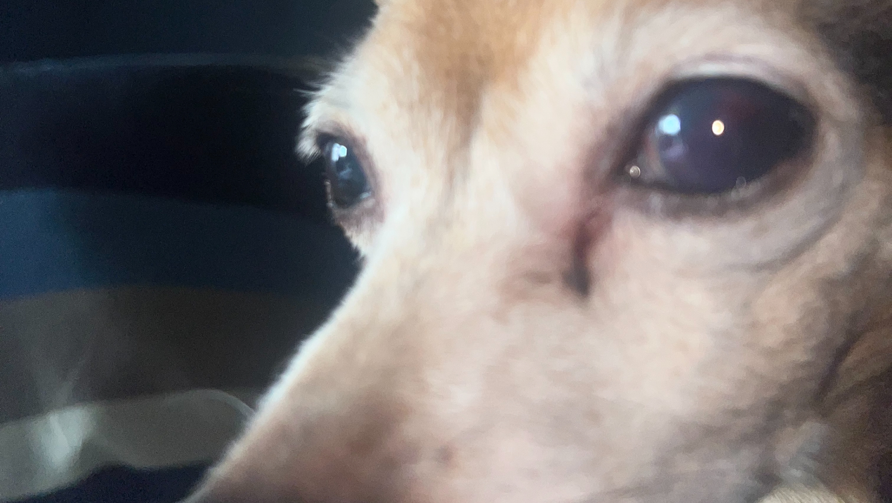 Help Save Our Beloved Dog's Eyes photo
