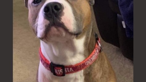 Surgery for Reese photo