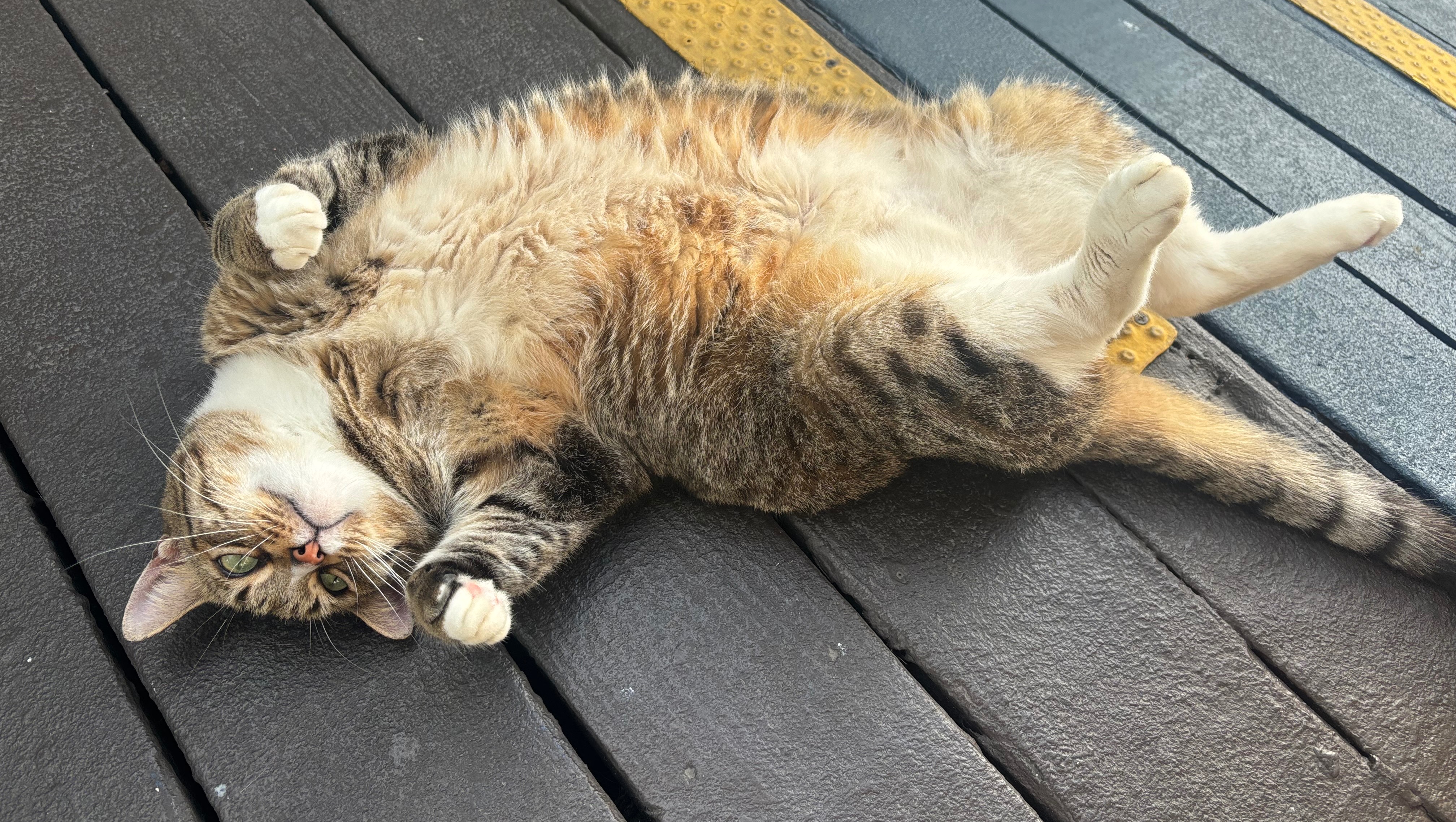 Help Cheetah the Hotel Cat Recover