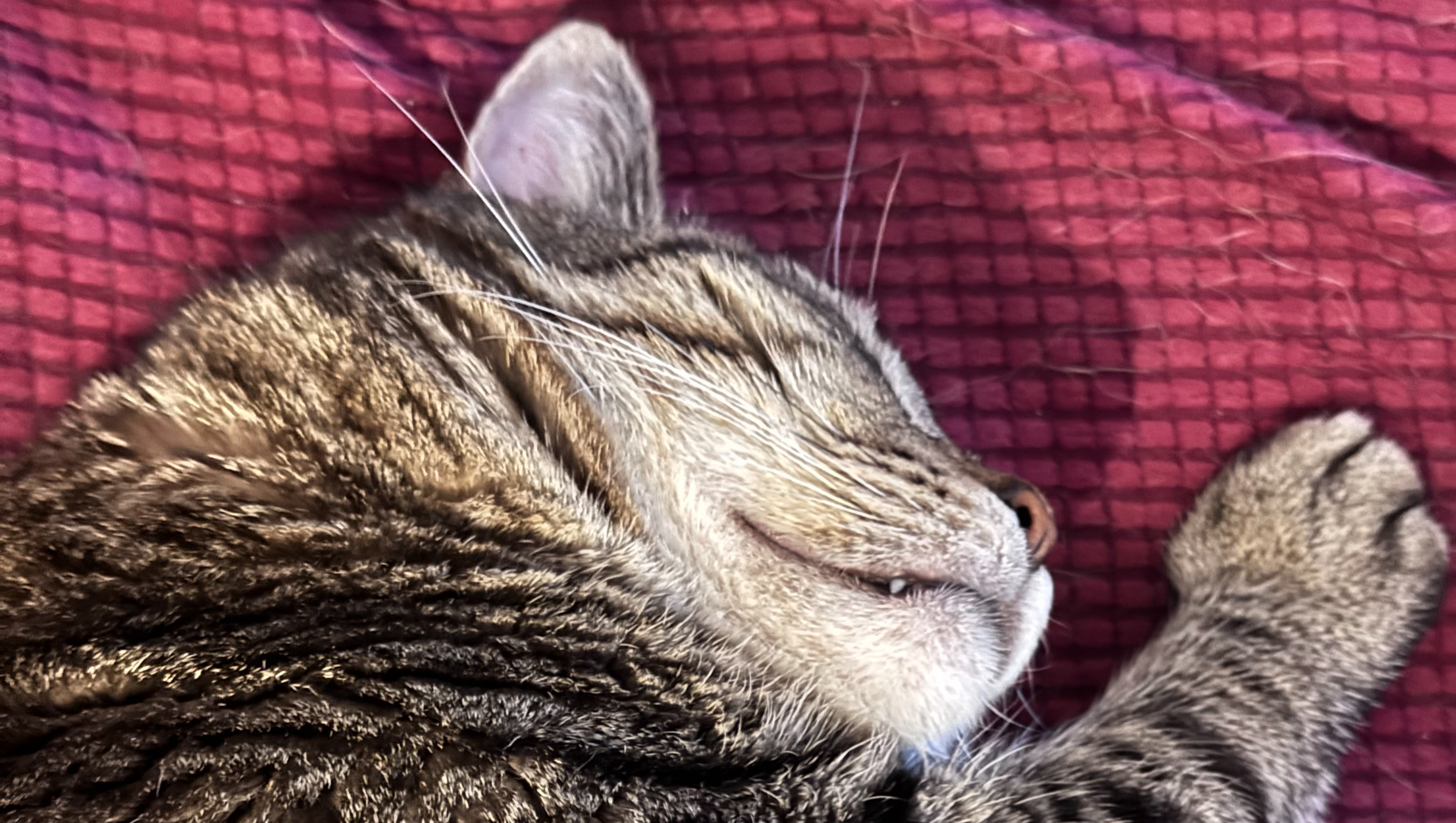 Save Our Sanctuary: Support Special-Needs Pets photo