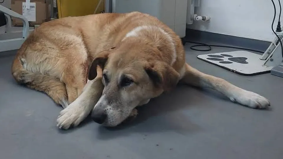 Help Bruno to Win,please we are a familiy photo