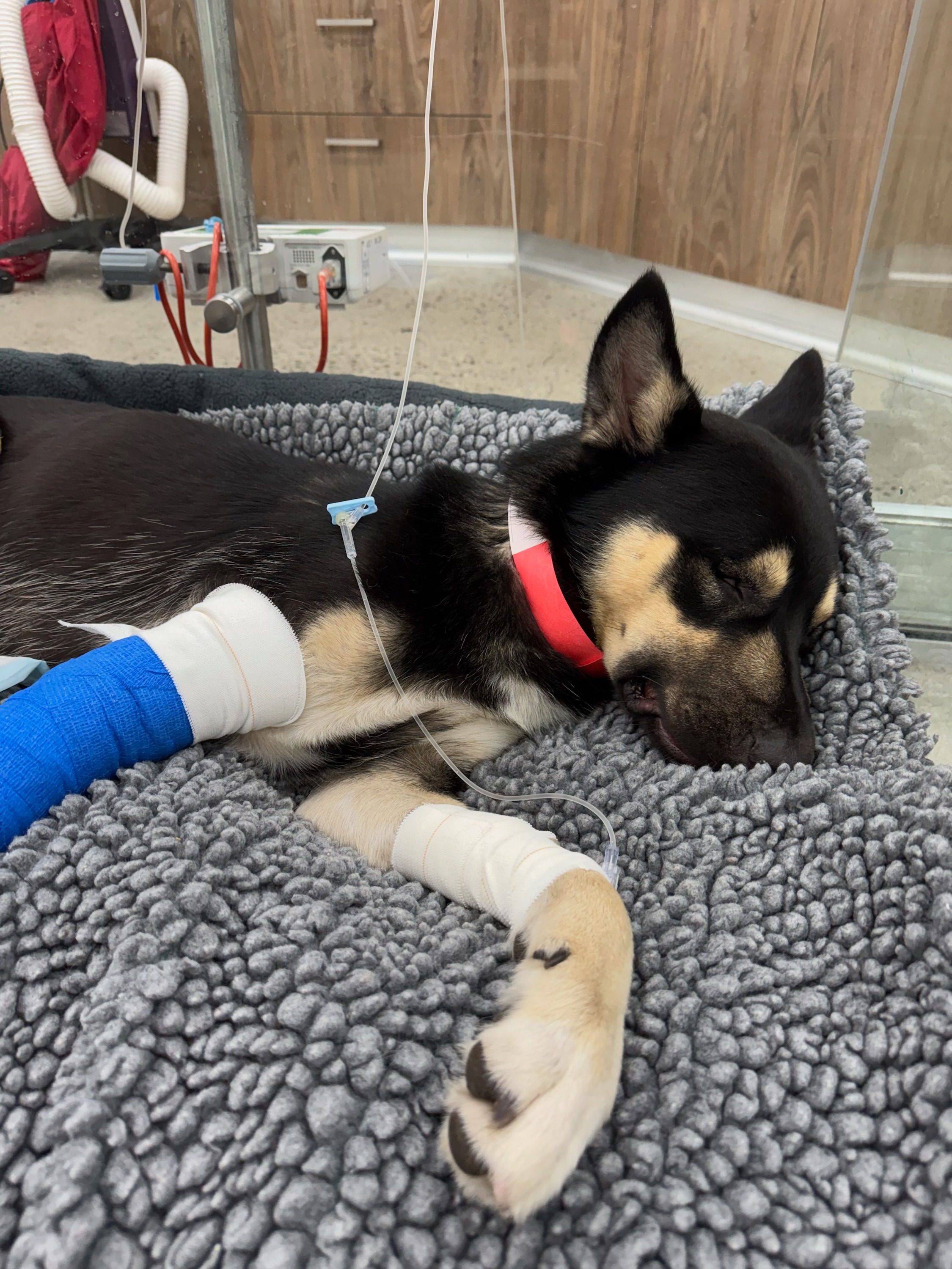 Doobie's Recovery campaign photo, 4 of 5