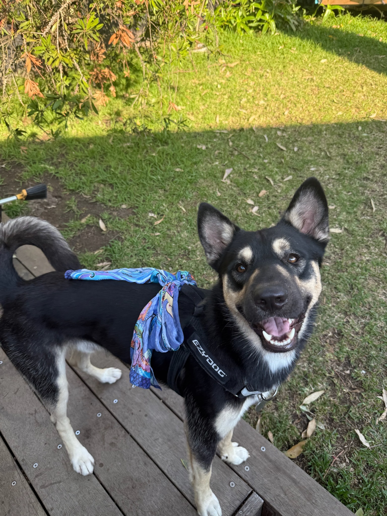 Doobie's Recovery campaign photo, 2 of 5