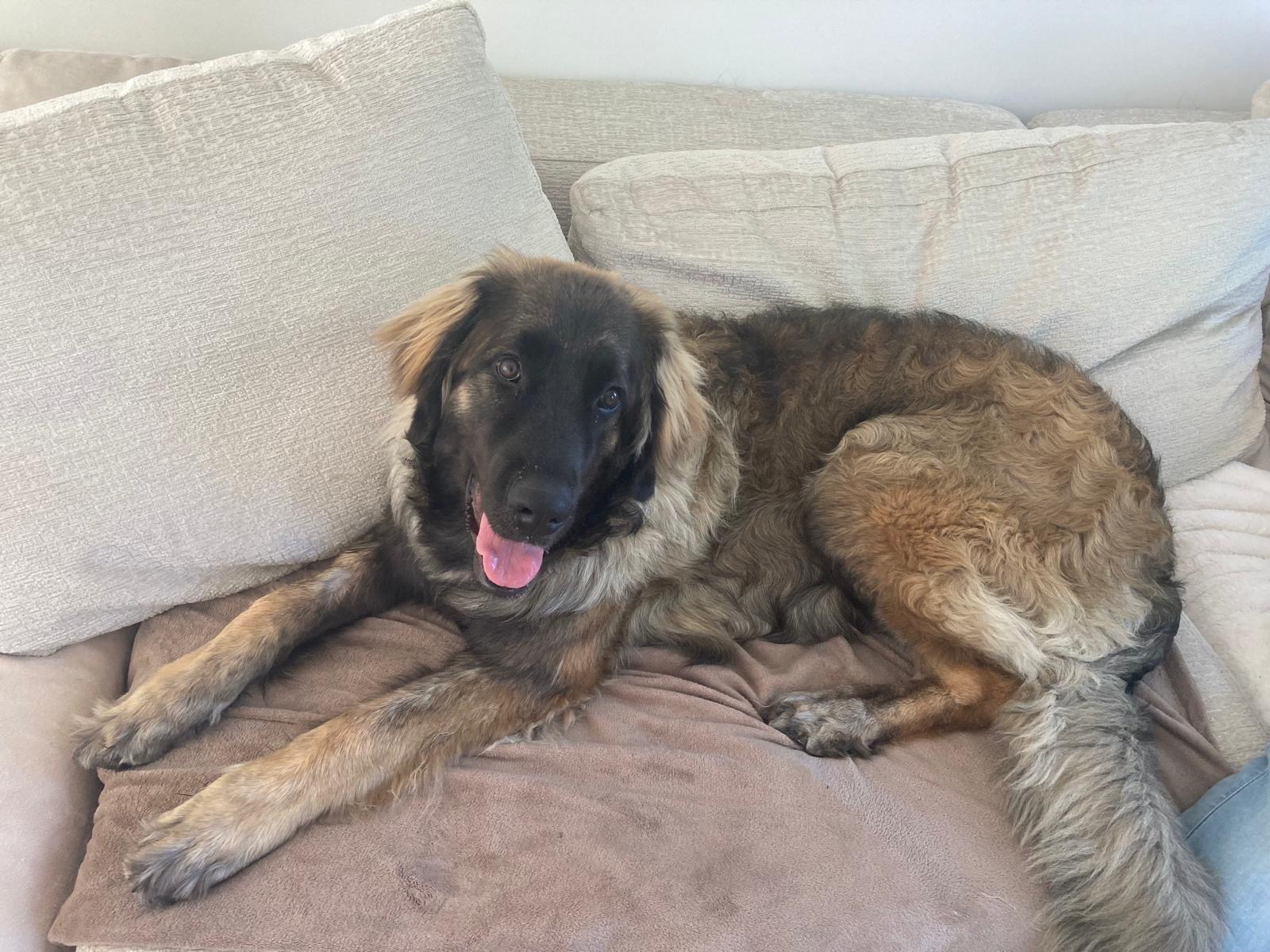 Our 8-Month-Old Leonberger needs a lifesaving surgery  ❤️‍ campaign photo, 6 of 7