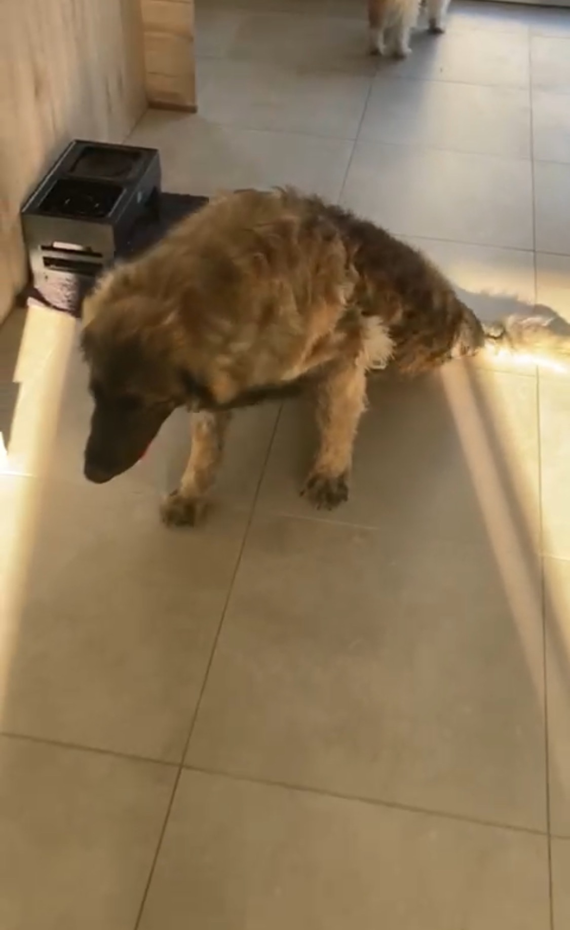 Our 8-Month-Old Leonberger needs a lifesaving surgery  ❤️‍ campaign photo, 4 of 7