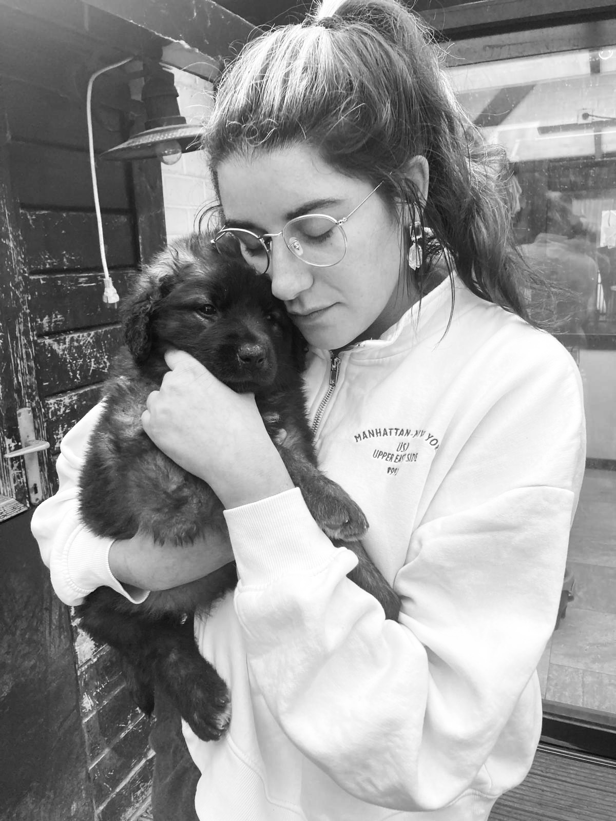 Our 8-Month-Old Leonberger needs a lifesaving surgery  ❤️‍ campaign photo, 5 of 7