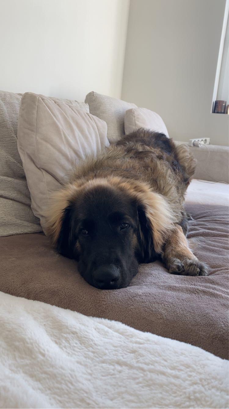 Our 8-Month-Old Leonberger needs a lifesaving surgery  ❤️‍ campaign photo, 2 of 7