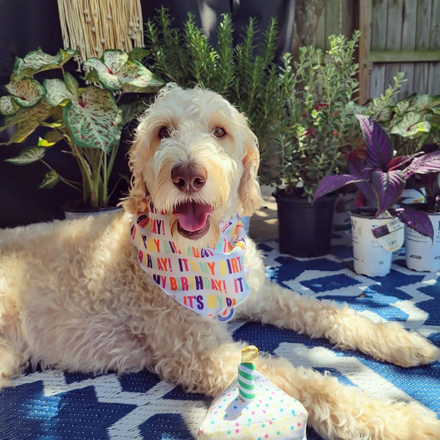 User-uploaded image 1