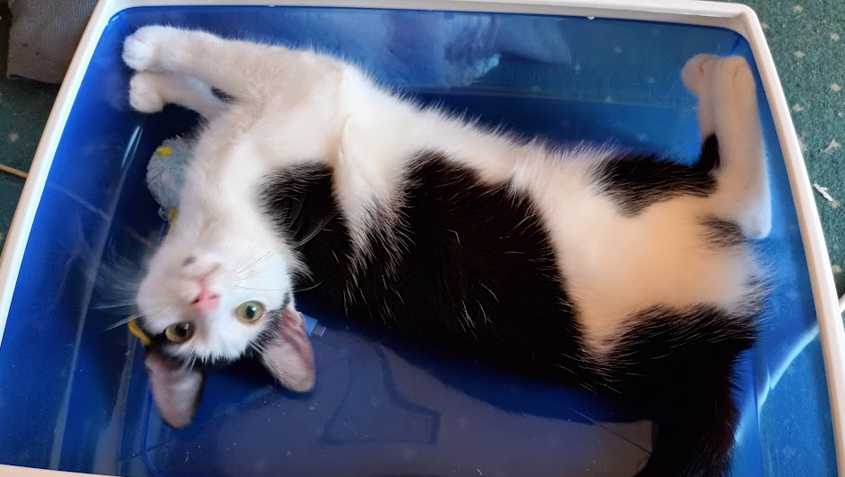 Let's Save Harley. pinned link photo