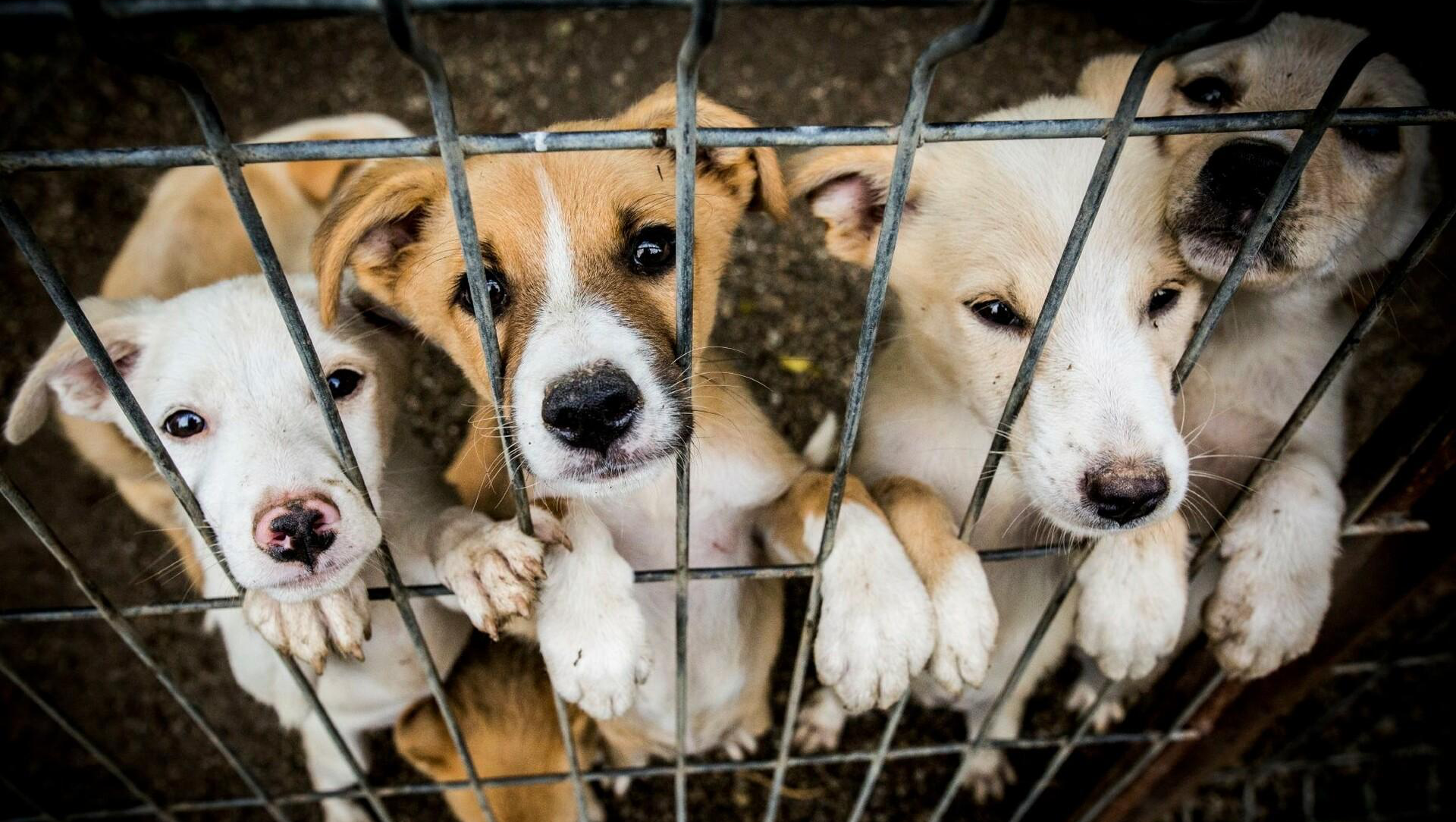 Help Us Feed and Heal Abandoned Pets photo