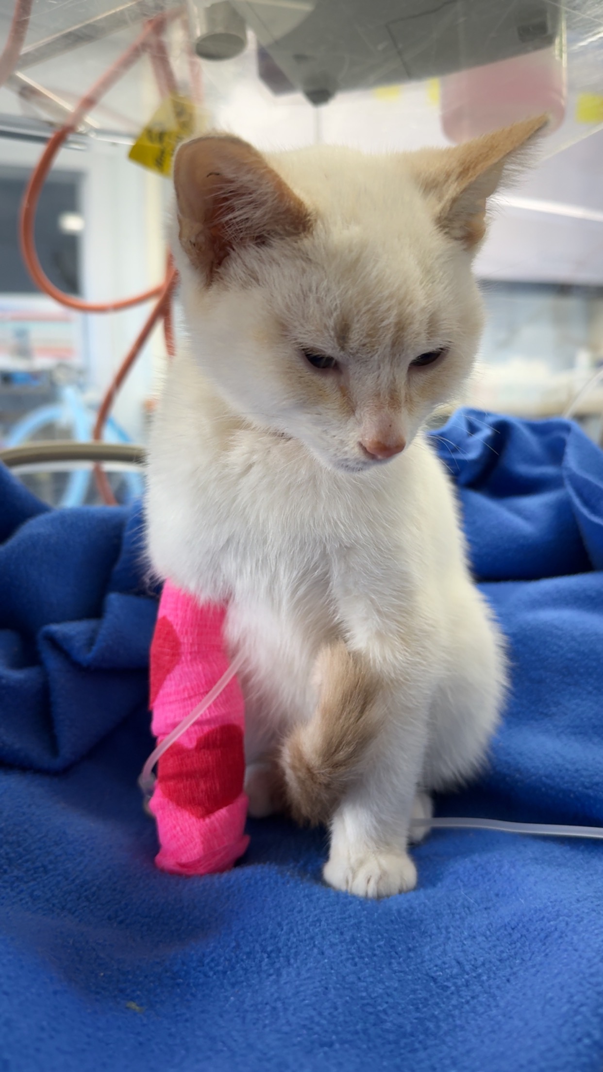 User-uploaded image 1