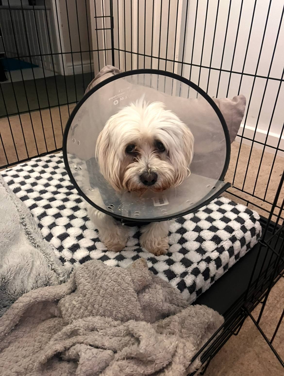 My Dog Was Mauled — I Need Help to Cover the £6k Vet Bill campaign photo, 2 of 4