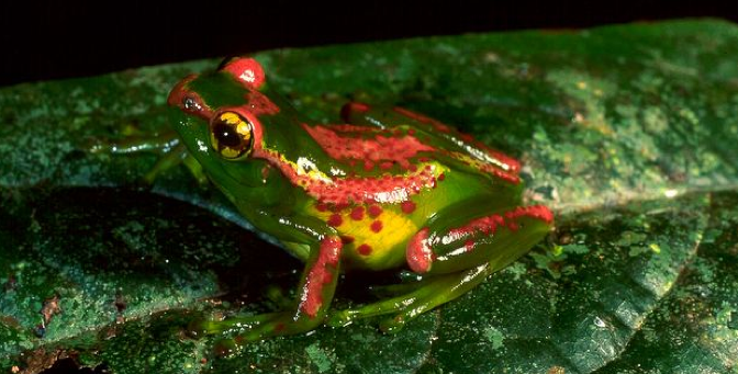 Foto della campagna Save the amphibians of Madagascar, 6 di 7
