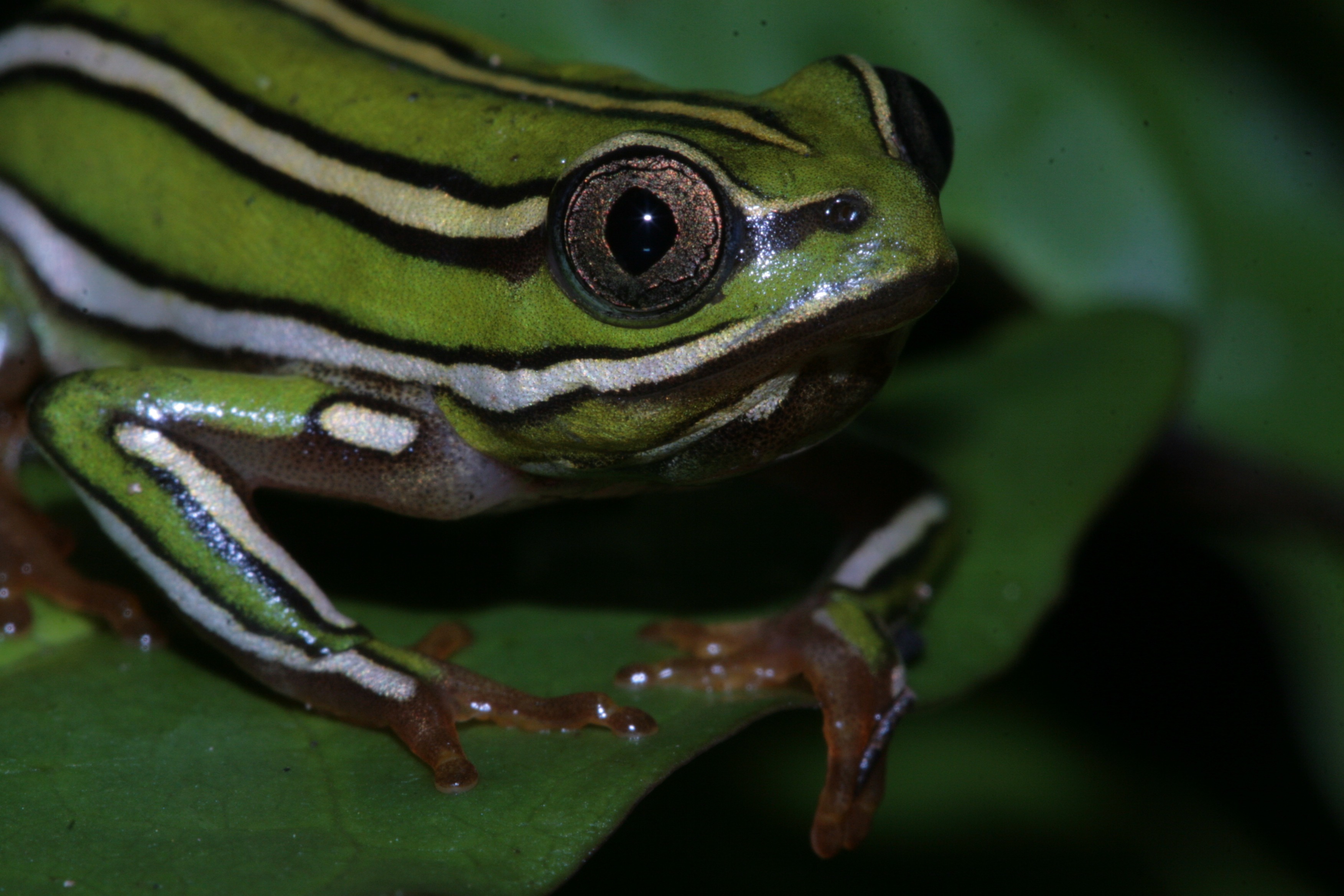 Foto della campagna Save the amphibians of Madagascar, 2 di 7