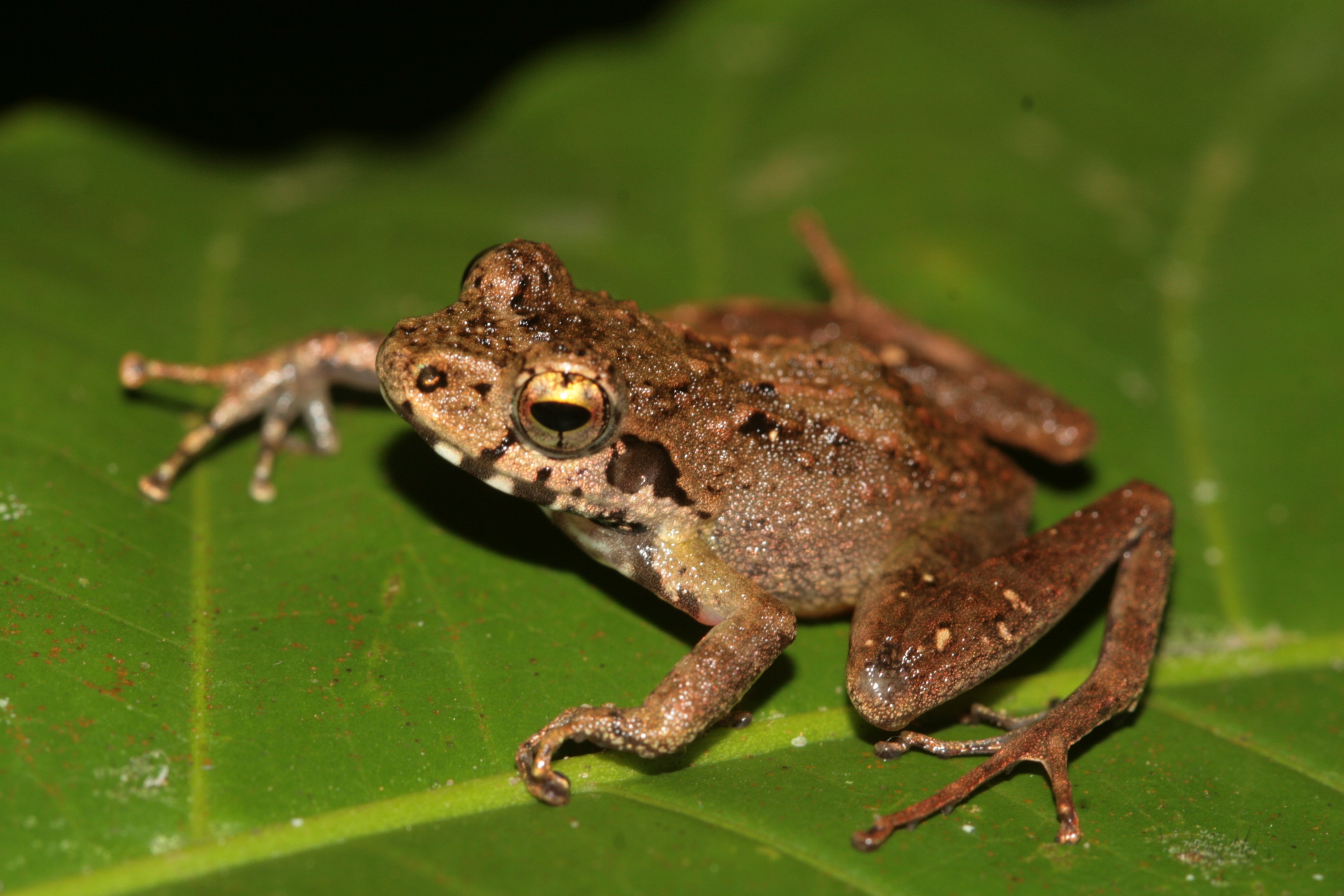 Foto della campagna Save the amphibians of Madagascar, 4 di 7
