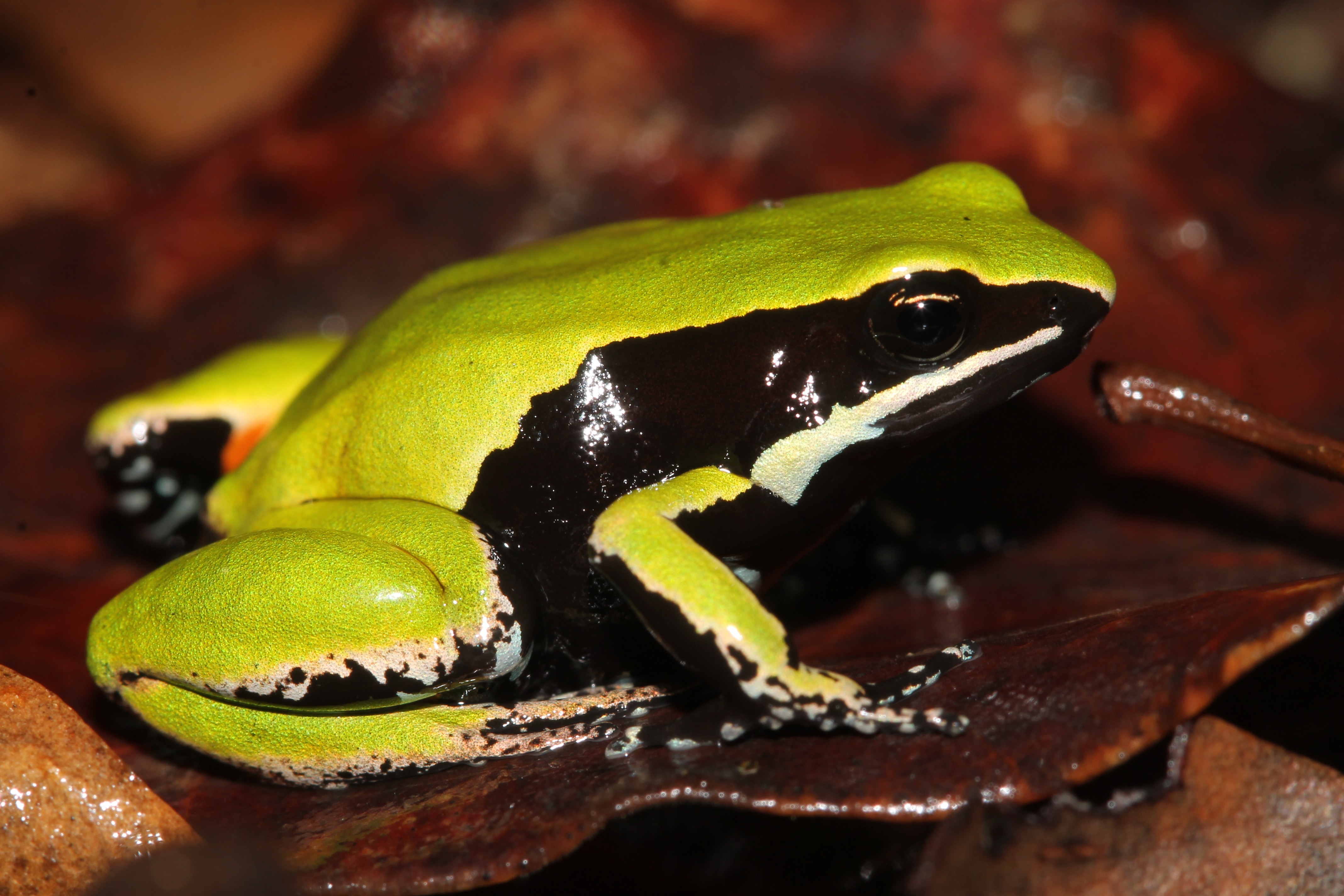 Foto della campagna Save the amphibians of Madagascar, 5 di 7