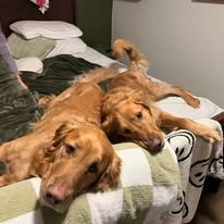 Tornado Relief for Karen's Family and Pets campaign photo, 6 of 8
