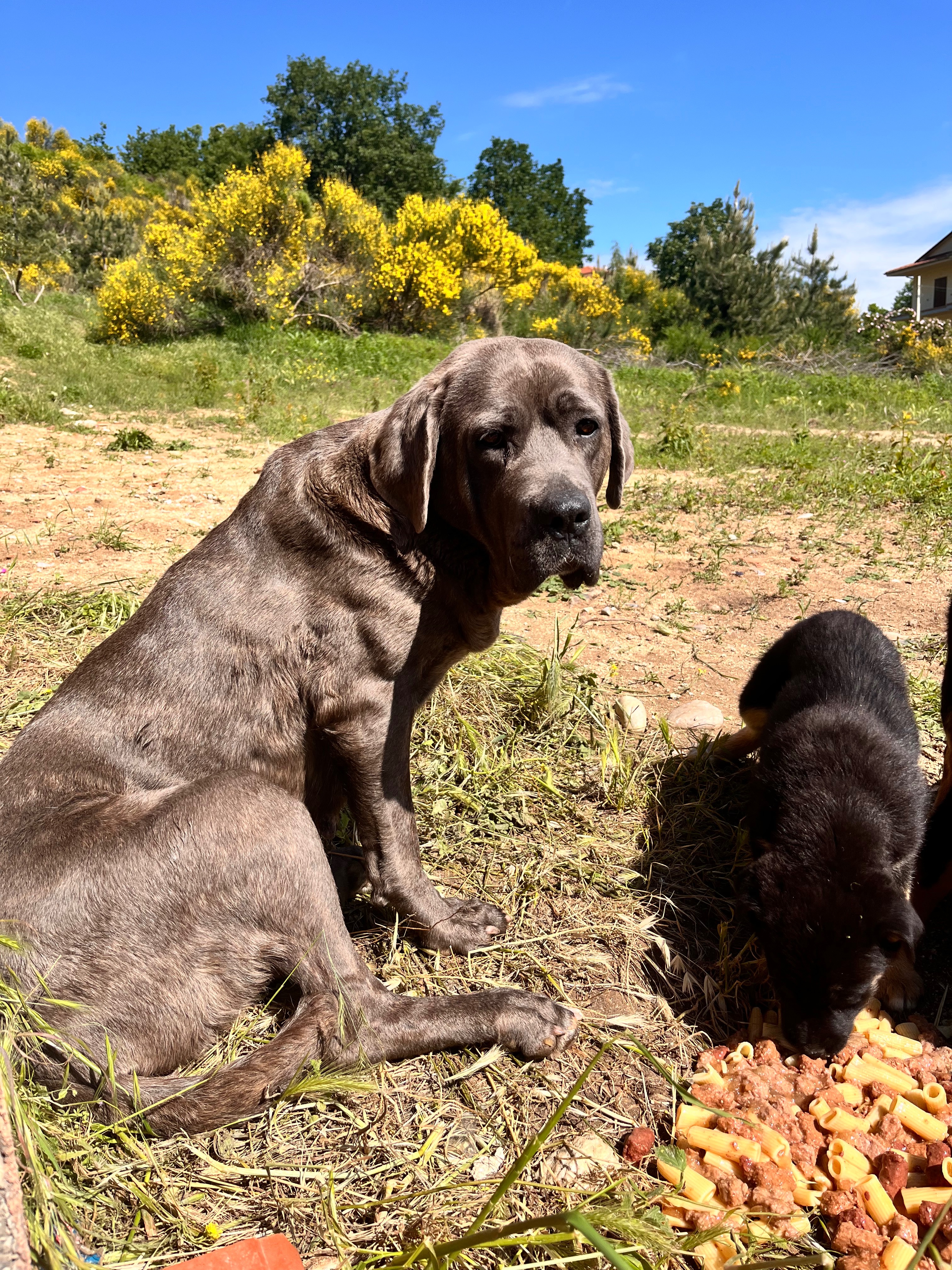 Immagine caricata dall'utente 1