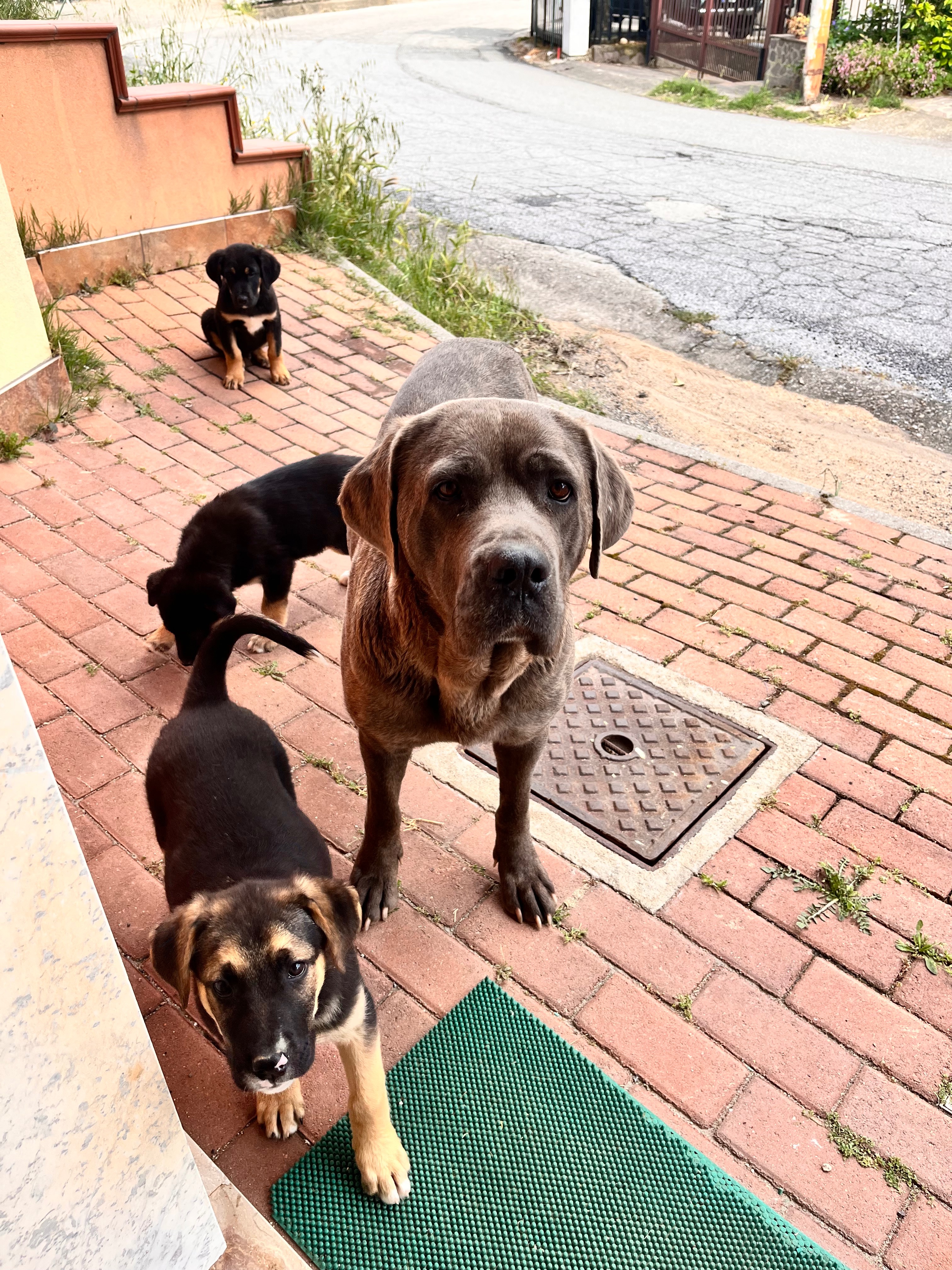 Immagine caricata dall'utente 2