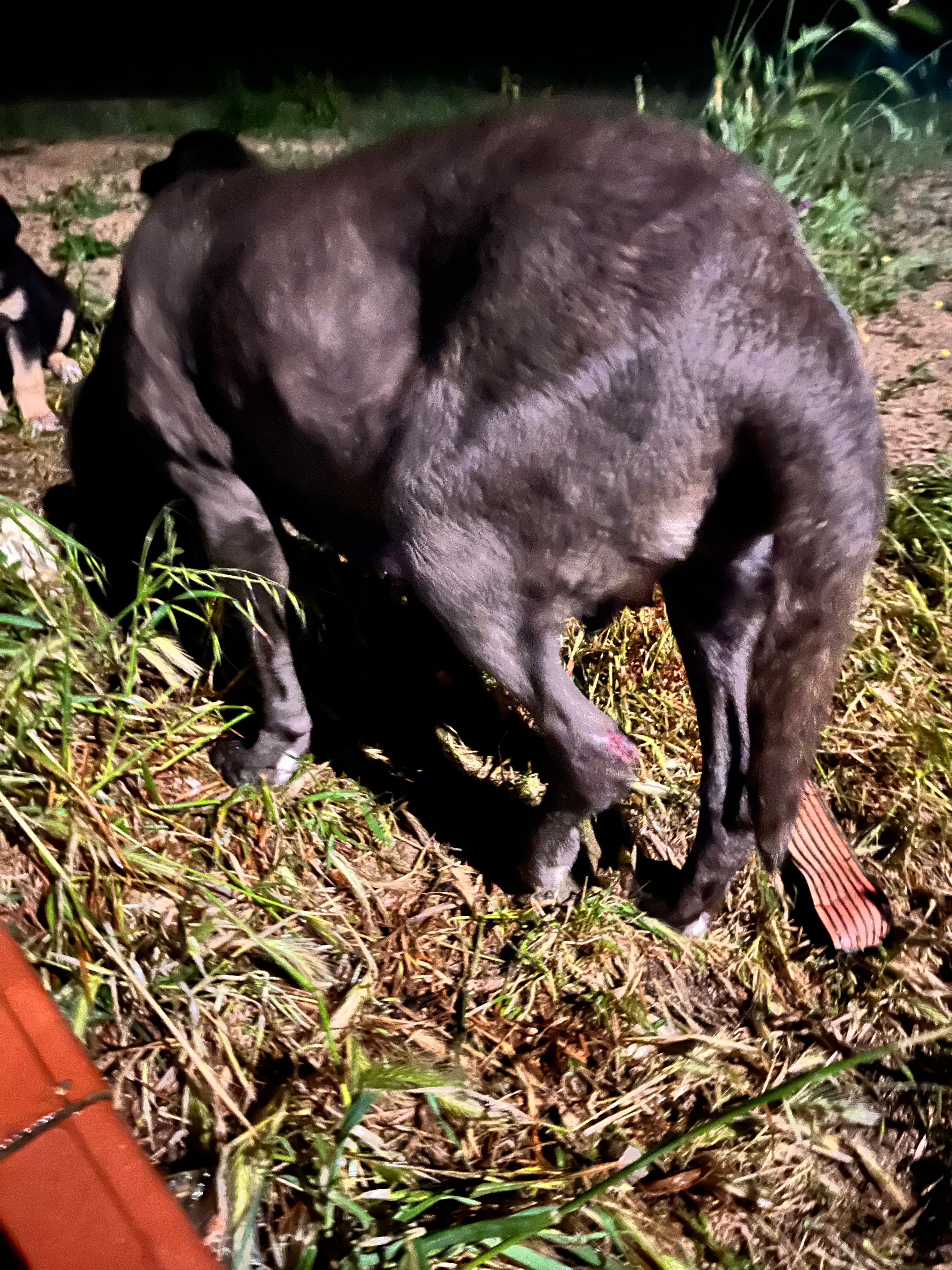 Immagine caricata dall'utente 3